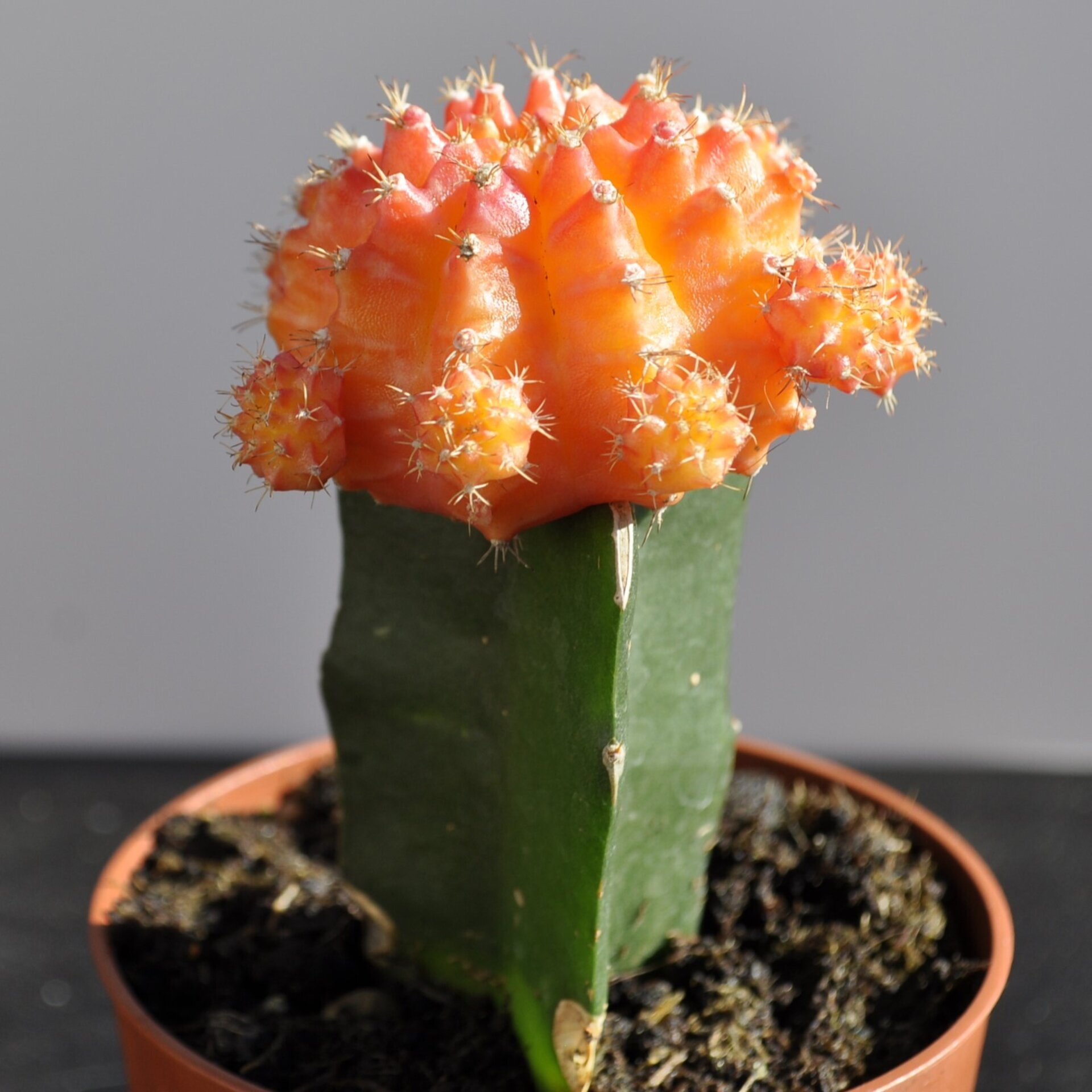 Gymnocalycium mihanovichii injertado - naranja - 2