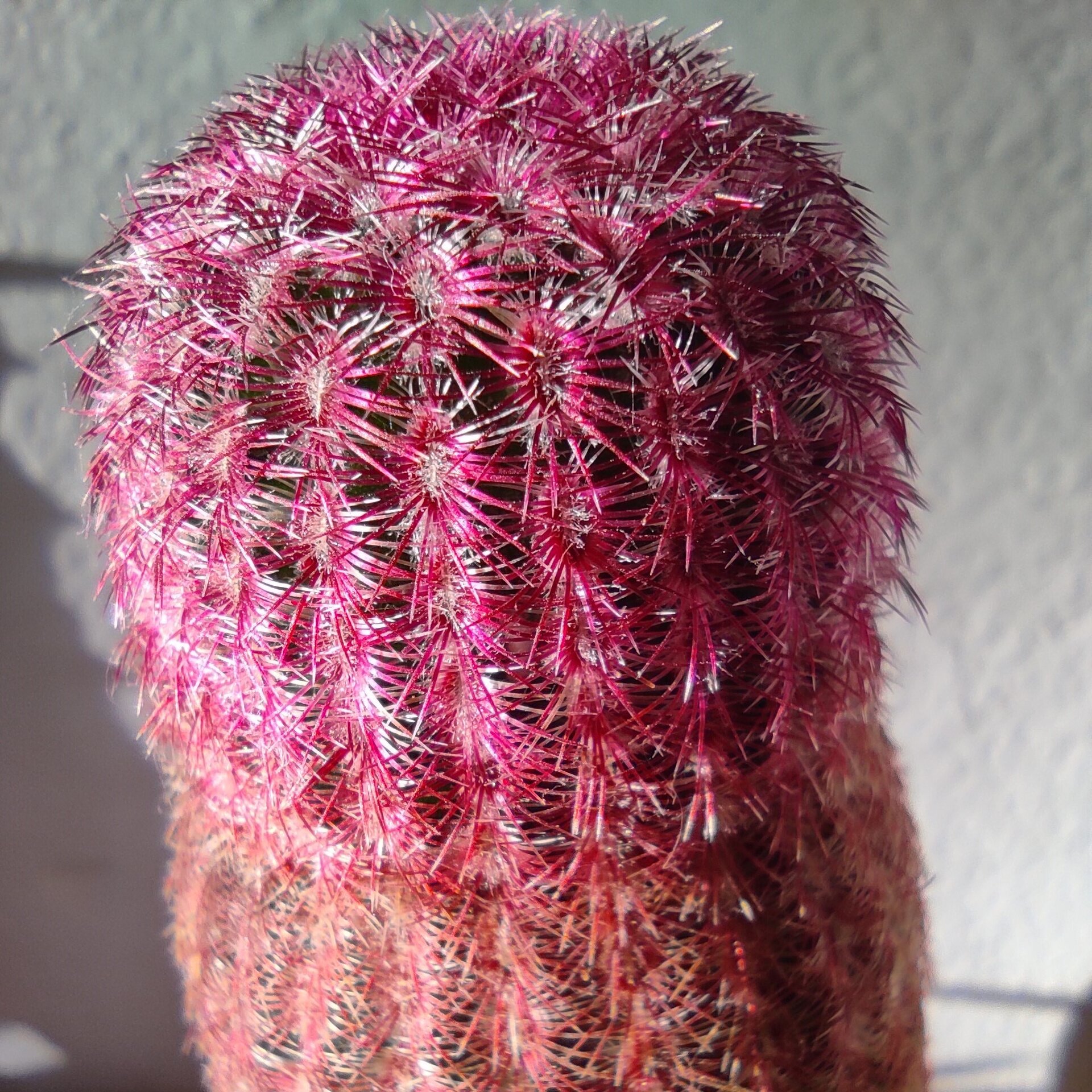 Echinocereus rigidissimus Rubispinus (cactus arcoiris) - 8