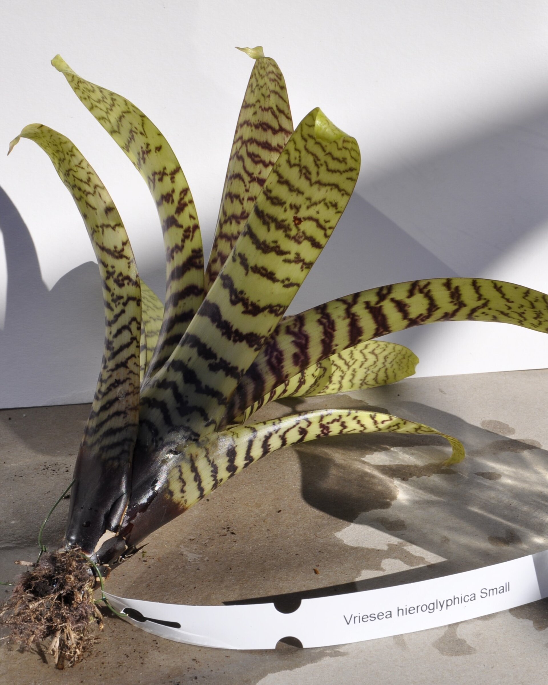 Vriesea hieroglyphica (mini) - 2