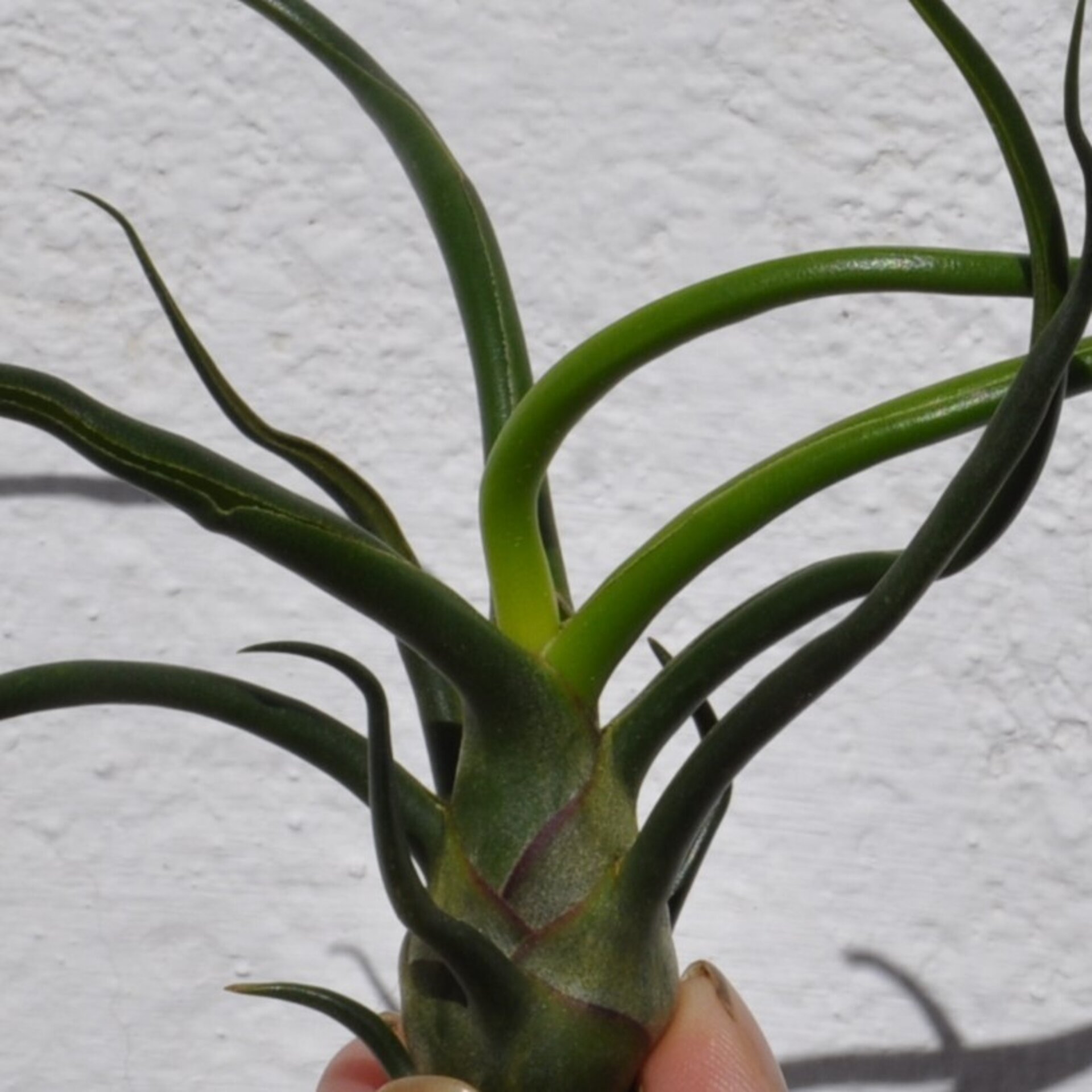 Tillandsia bulbosa - 2