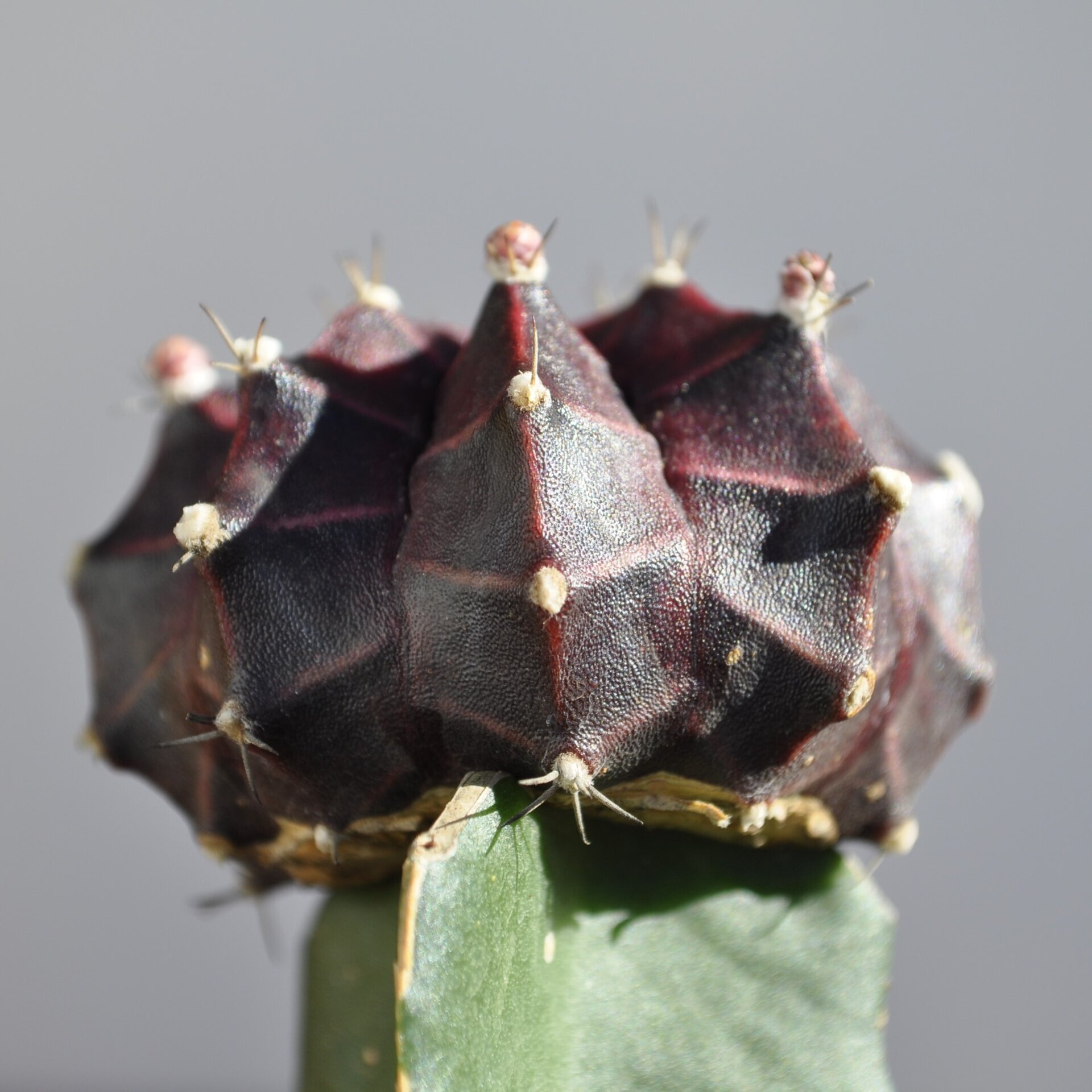 Gymnocalycium mihanovichii injertado - lila - 6