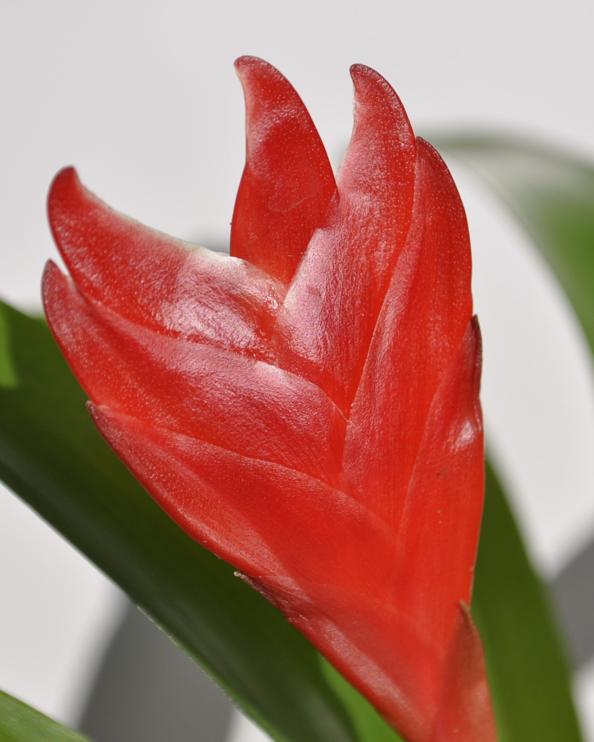 Vriesea 'Christiane' (mini) [en flor] - 8