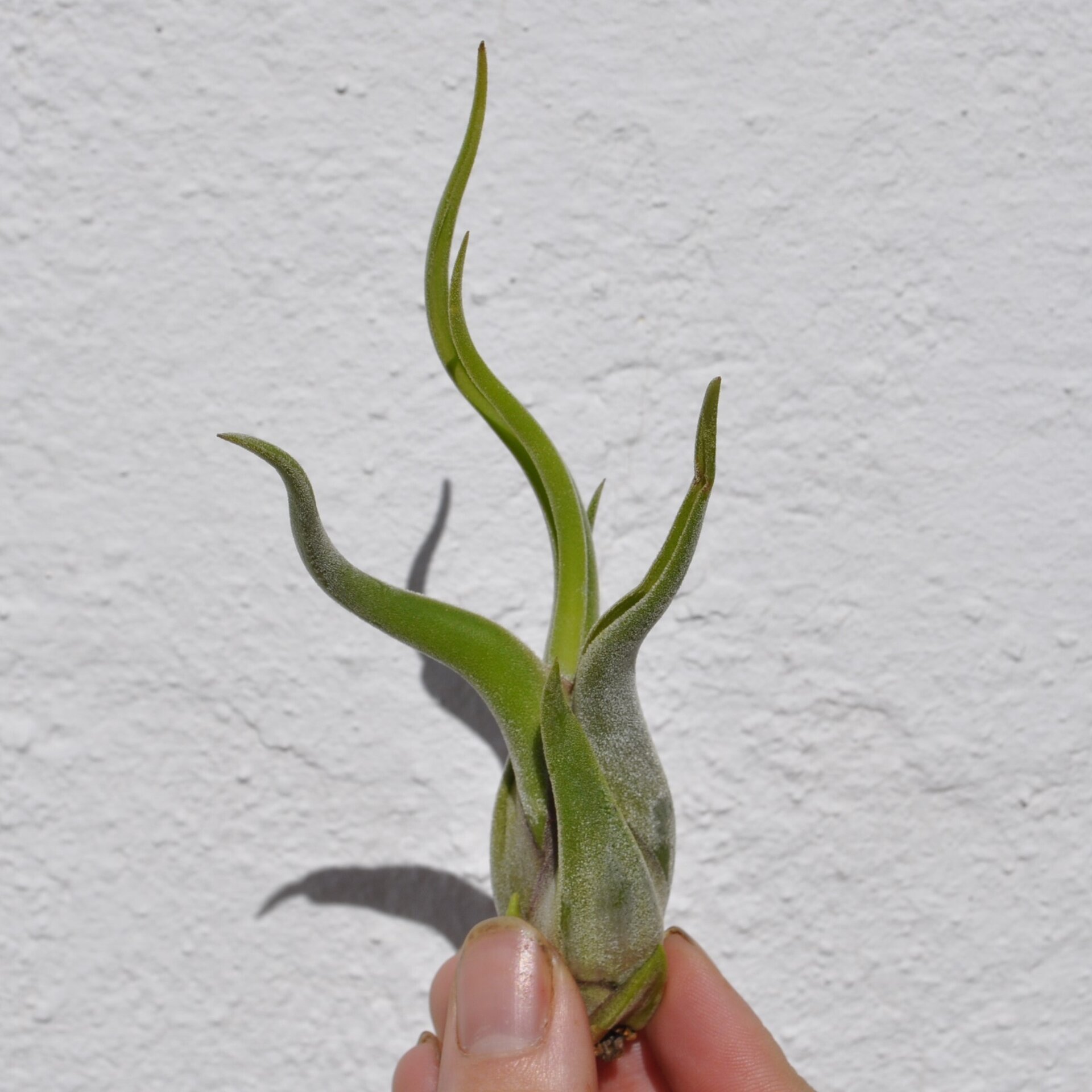Tillandsia caput-medusae (planta pulpo) - 3