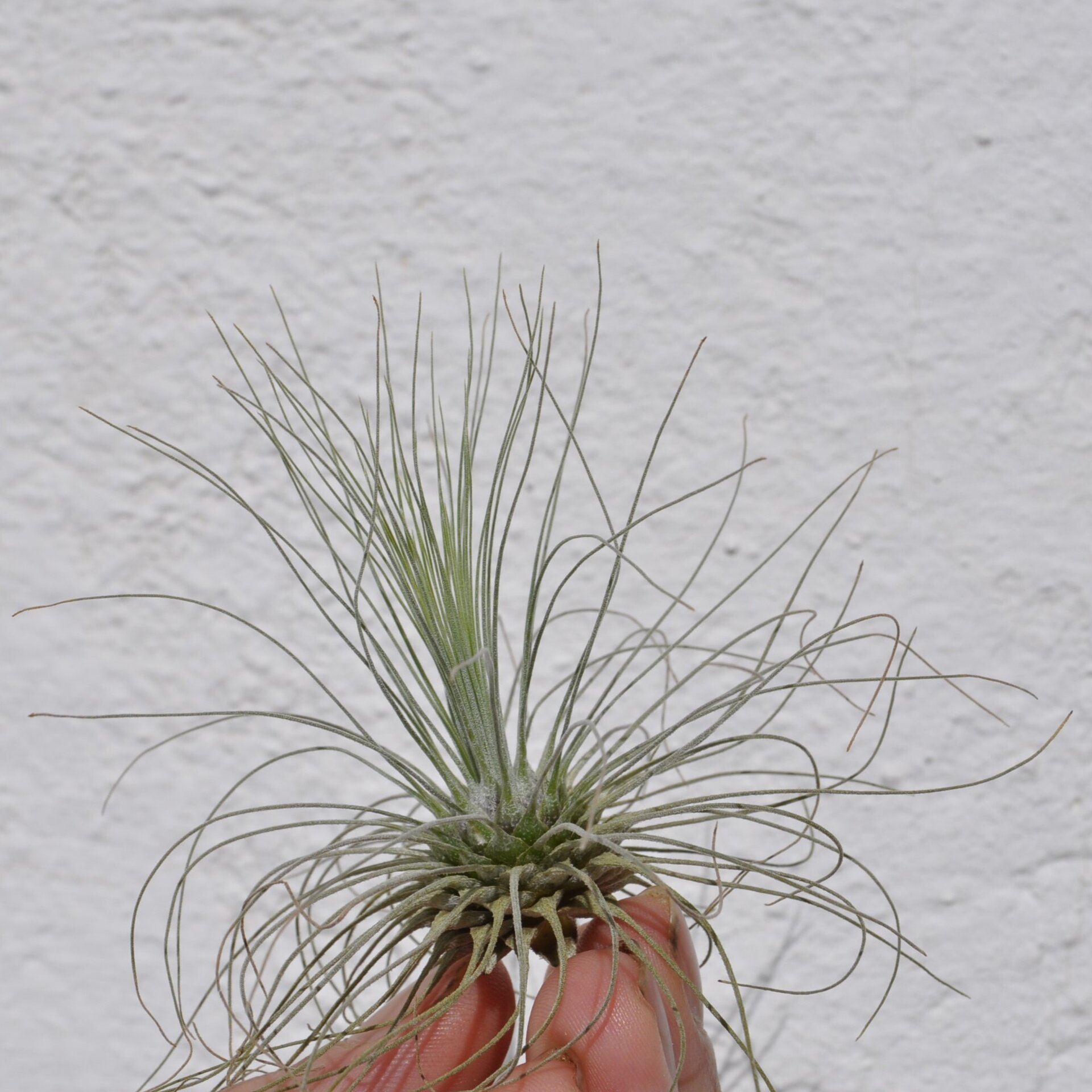 Tillandsia fuchsii f. gracilis - 2