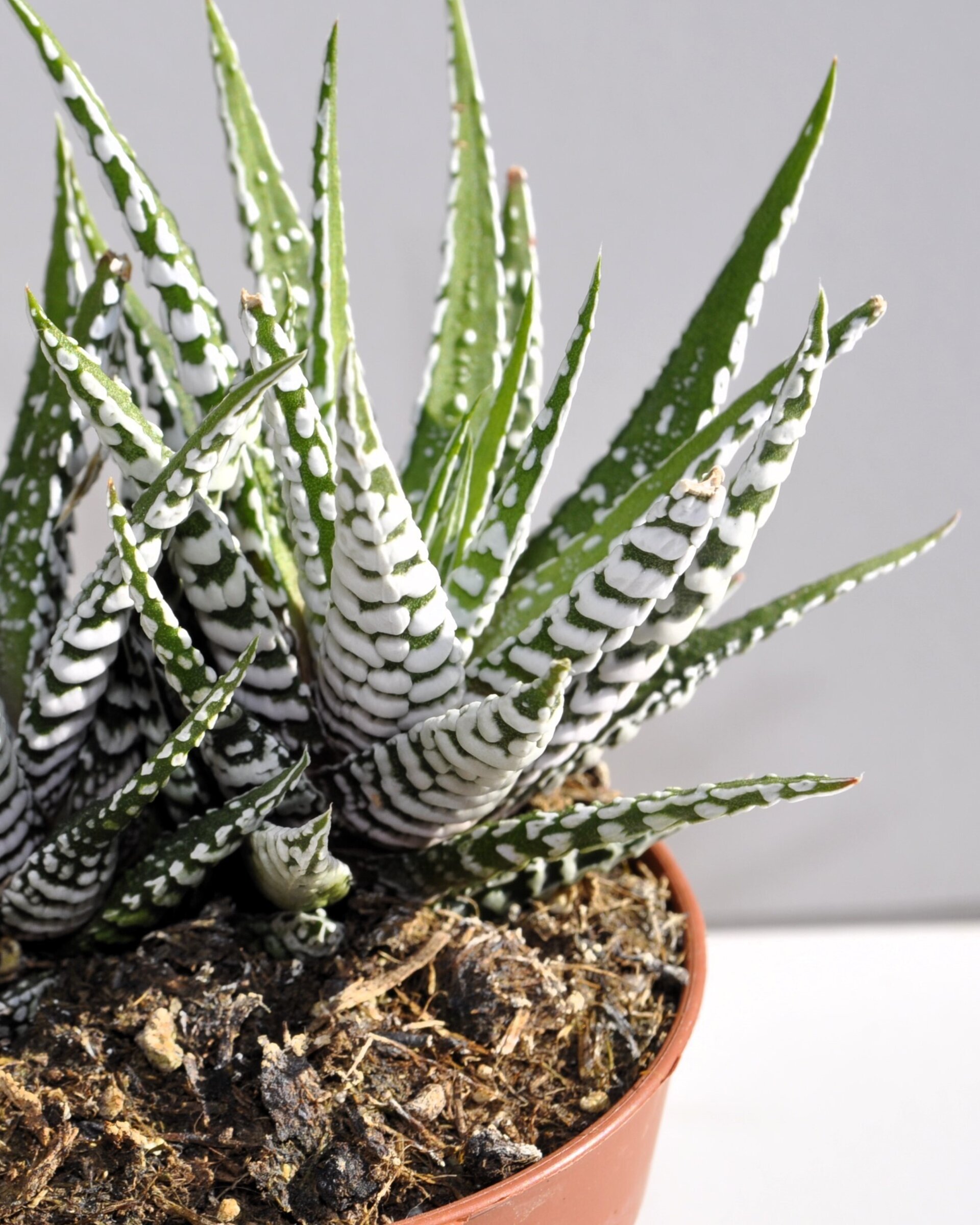 Haworthiopsis attenuata (= Haworthia attenuata) (planta cebra) - 5