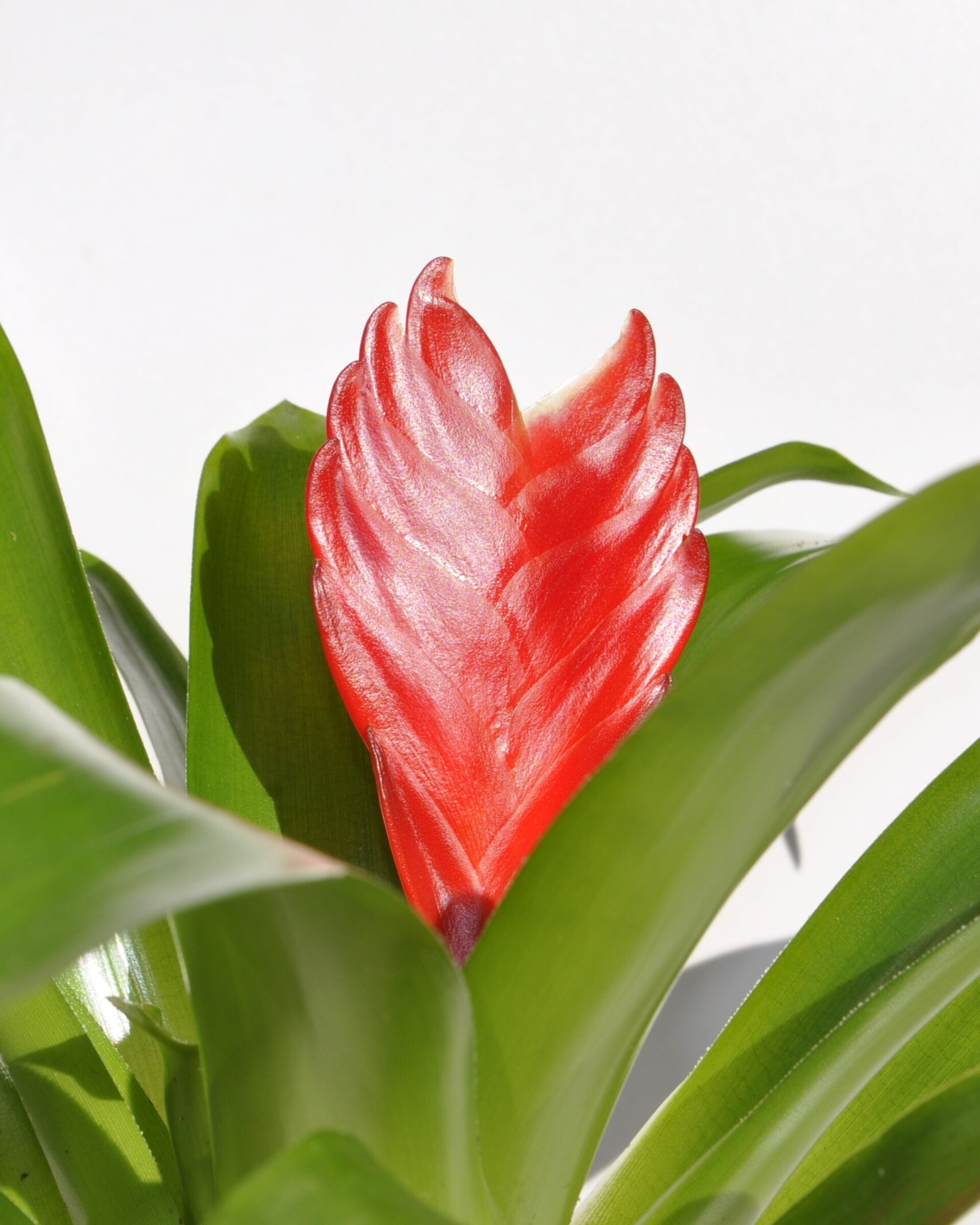 Vriesea 'Christiane' (mini) [en flor] - 4