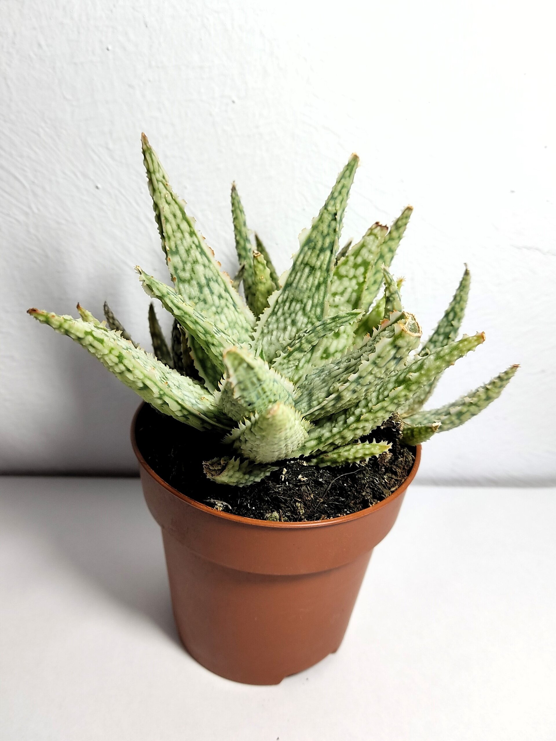 Aloe White Lightning - 4