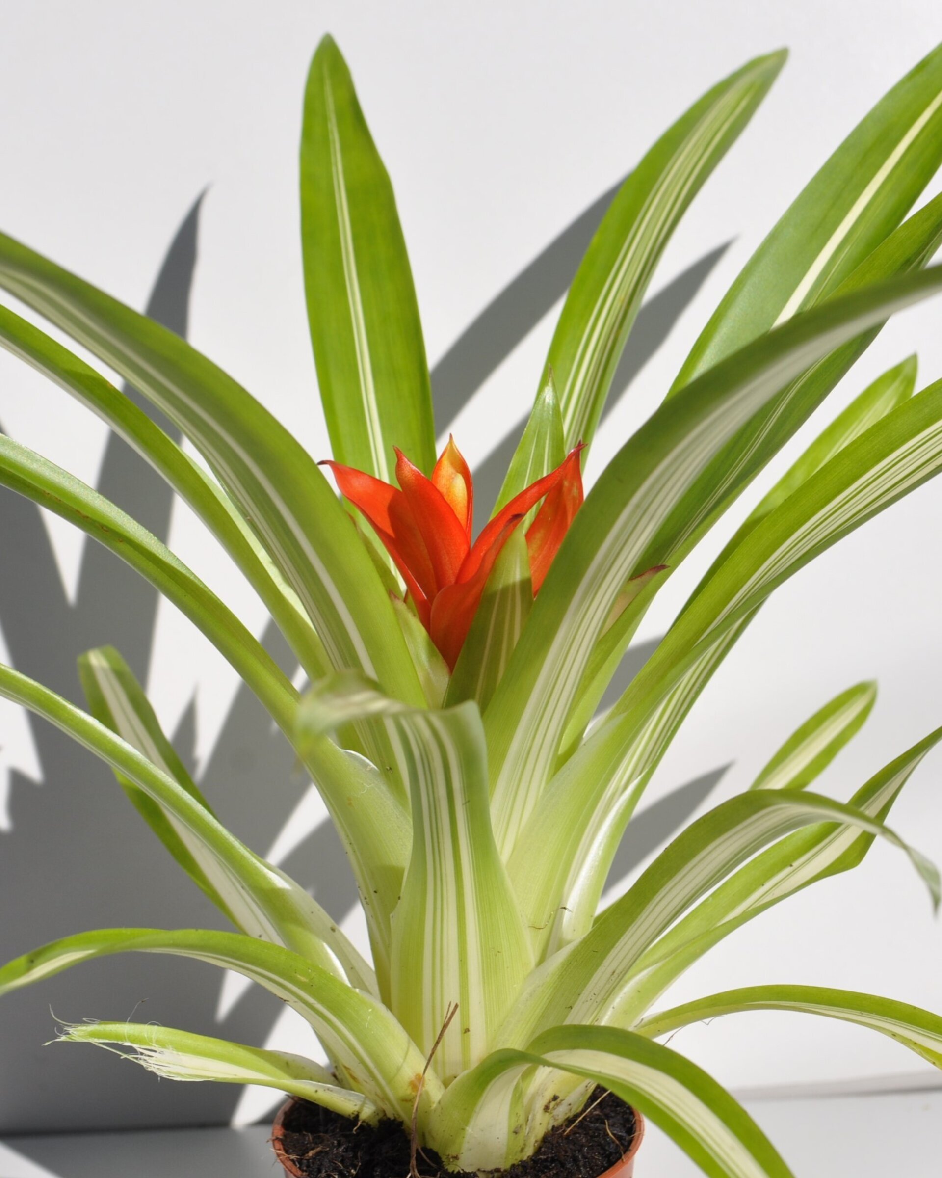 Guzmania 'Ice Cream' (mini) [en flor] - 6