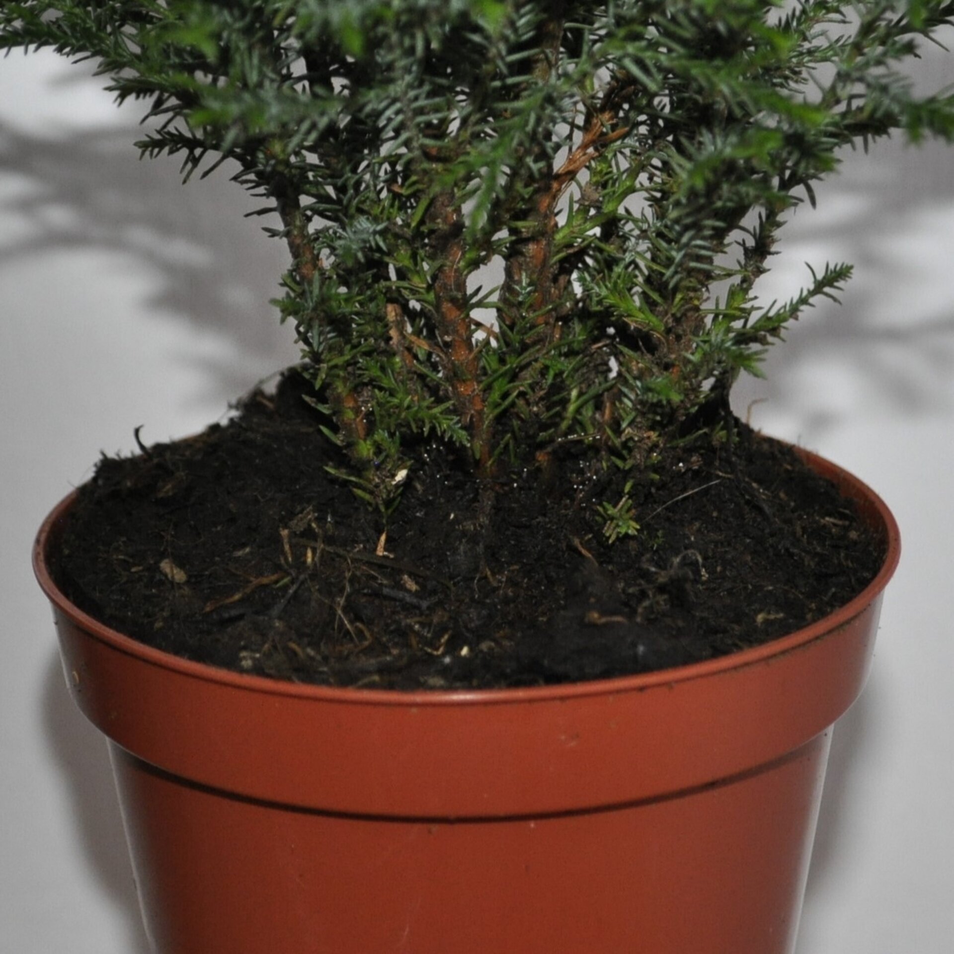 Chamaecyparis lawsoniana Ellwoodii (falso ciprés de Lawson) - 4