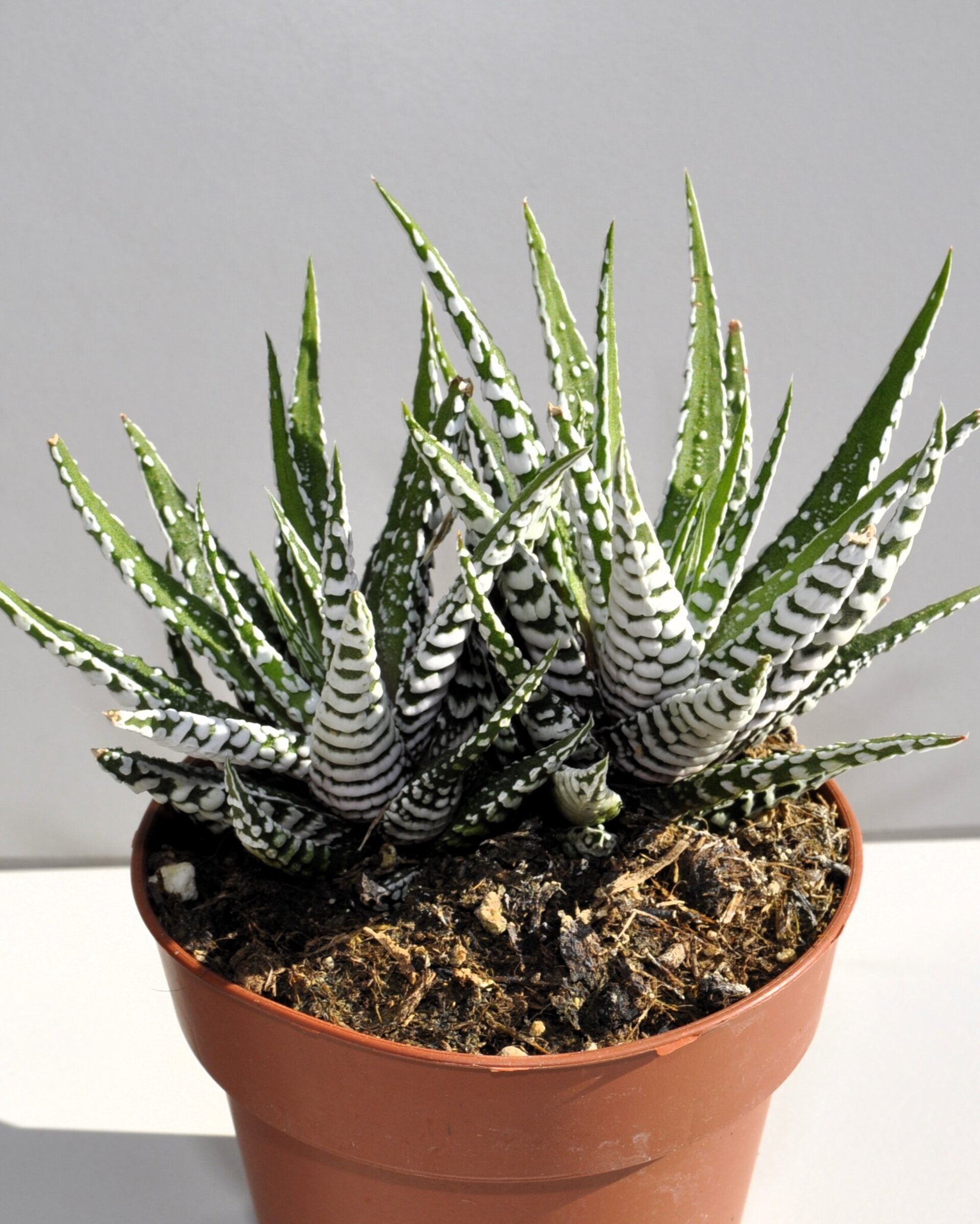 Haworthiopsis attenuata (= Haworthia attenuata) (planta cebra) - 1