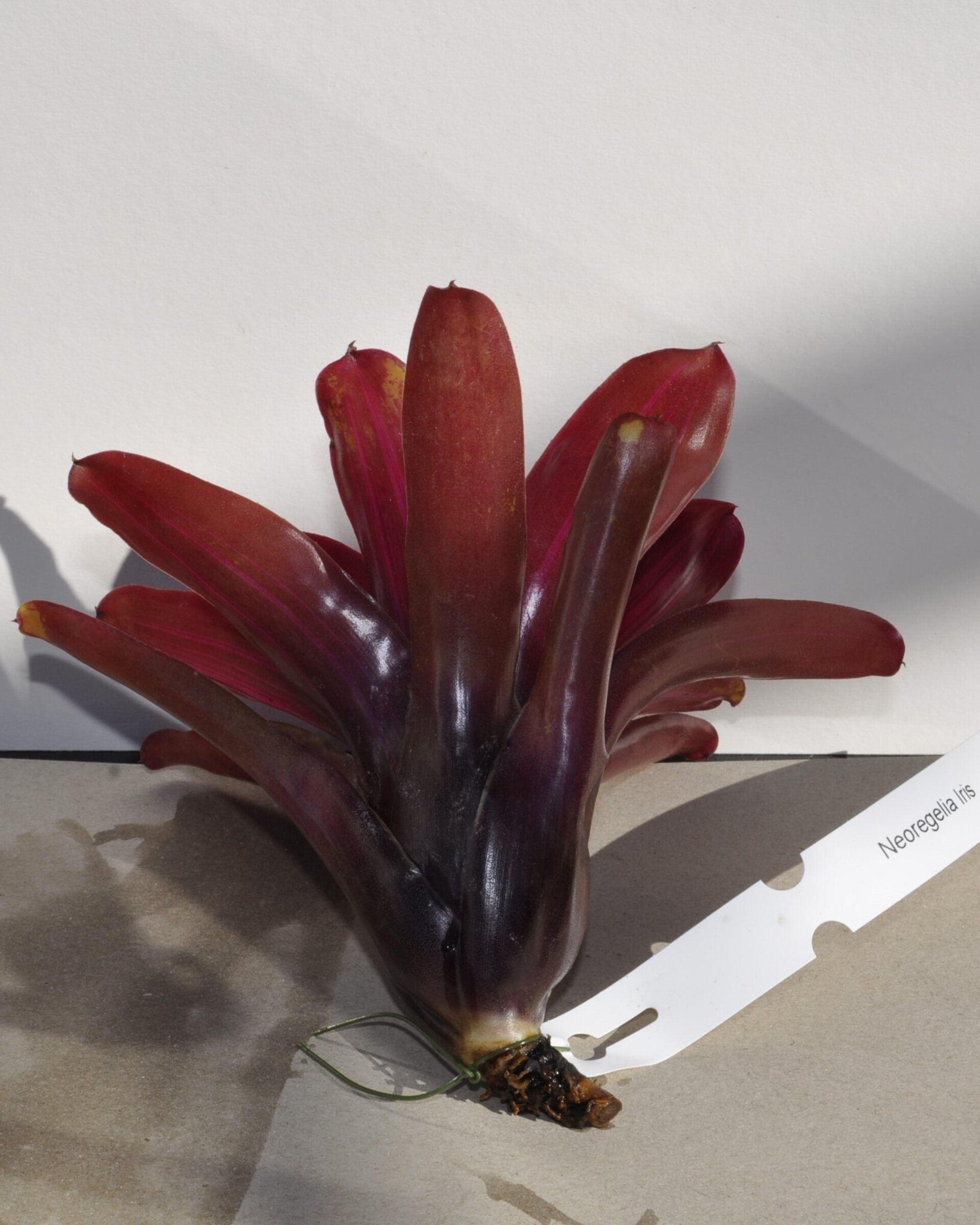 Neoregelia 'Iris' - 3