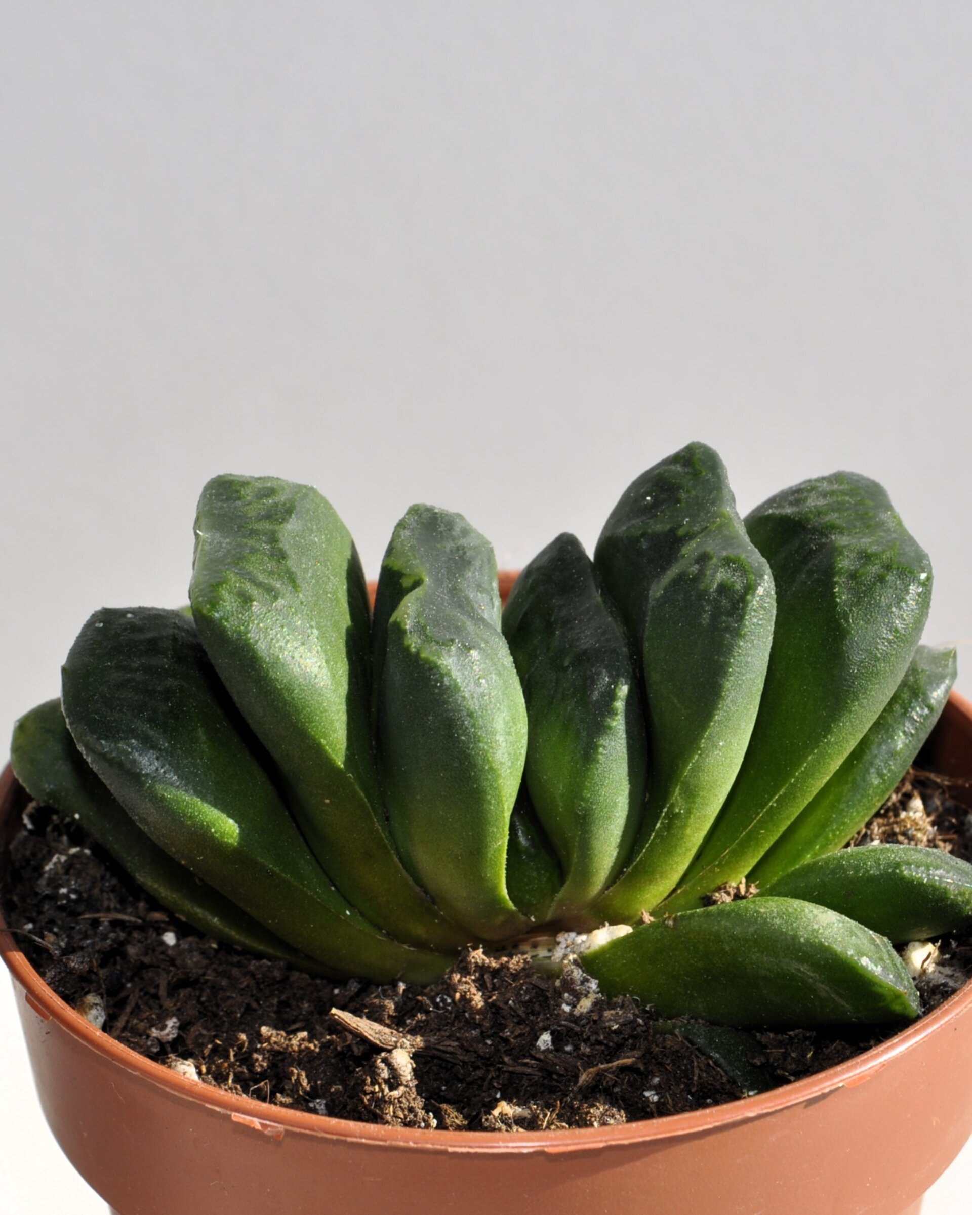 Haworthia truncata - 3