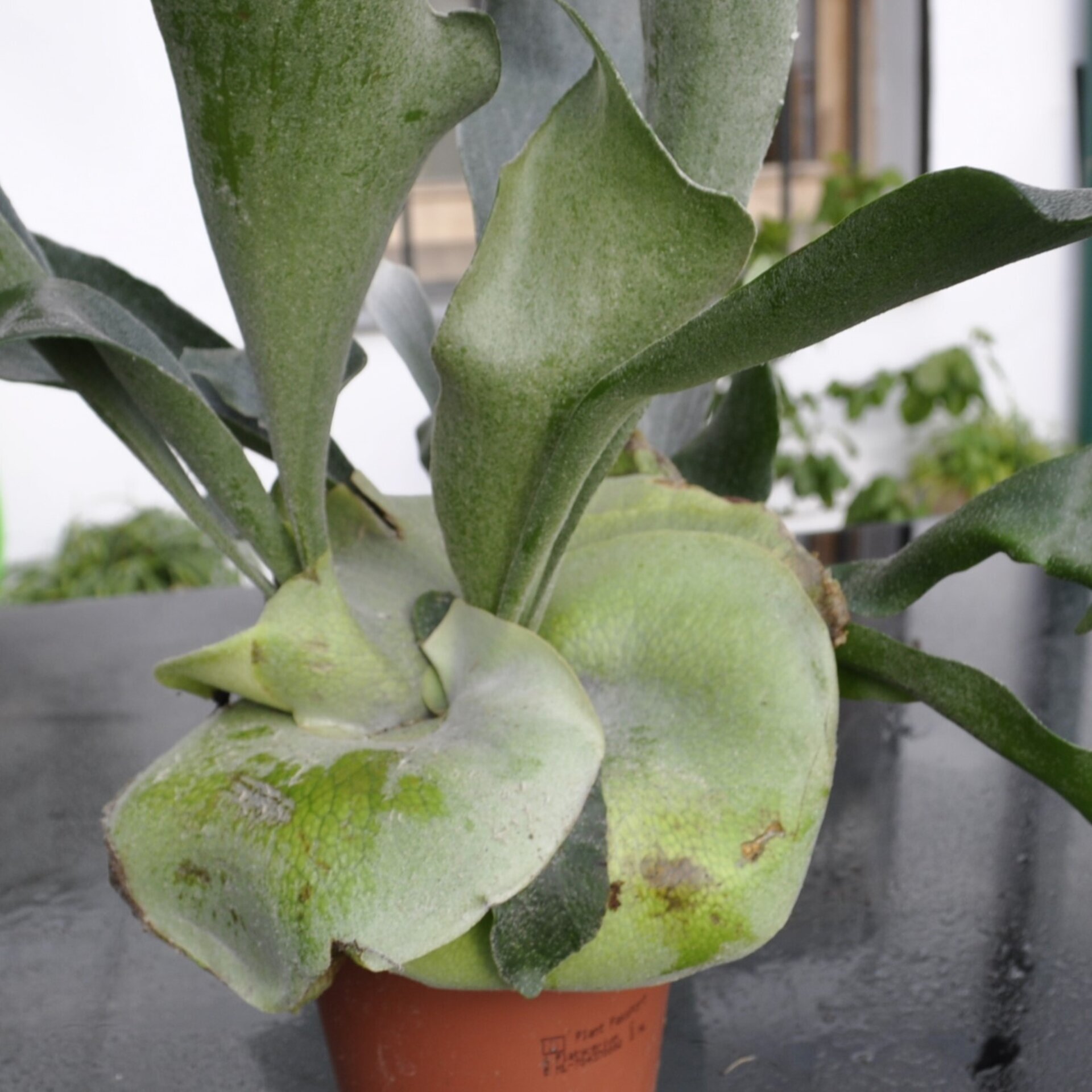 Platycerium bifurcatum (helecho cuerno de alce) - 4
