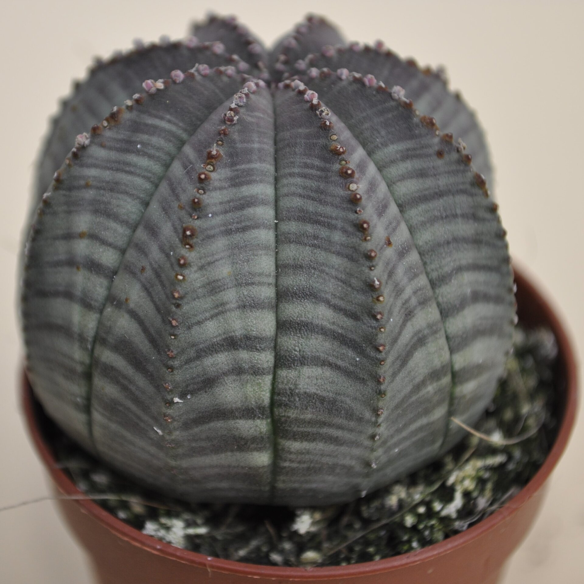 Euphorbia obesa ("erizo de mar") - 4