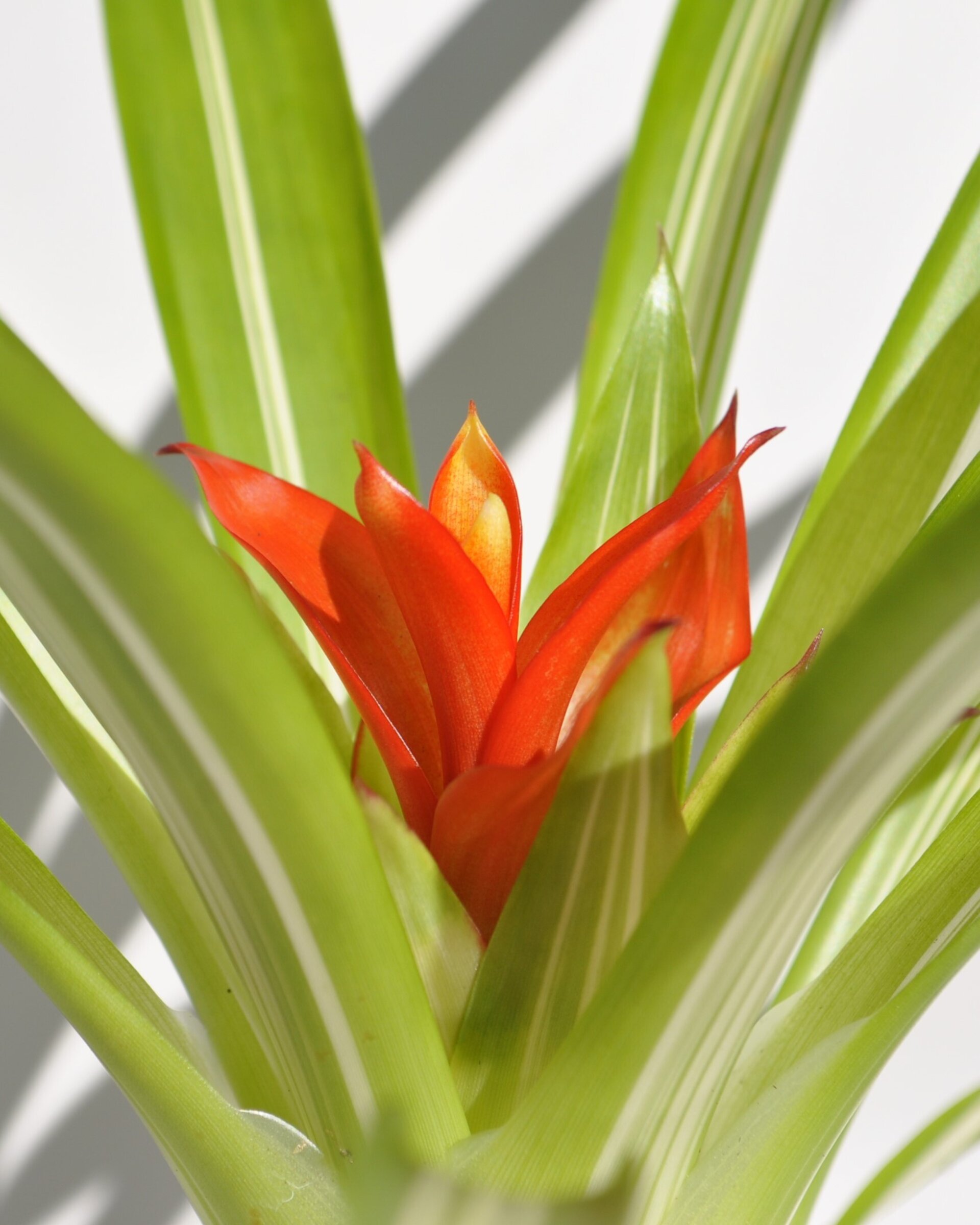 Guzmania 'Ice Cream' (mini) [en flor] - 8