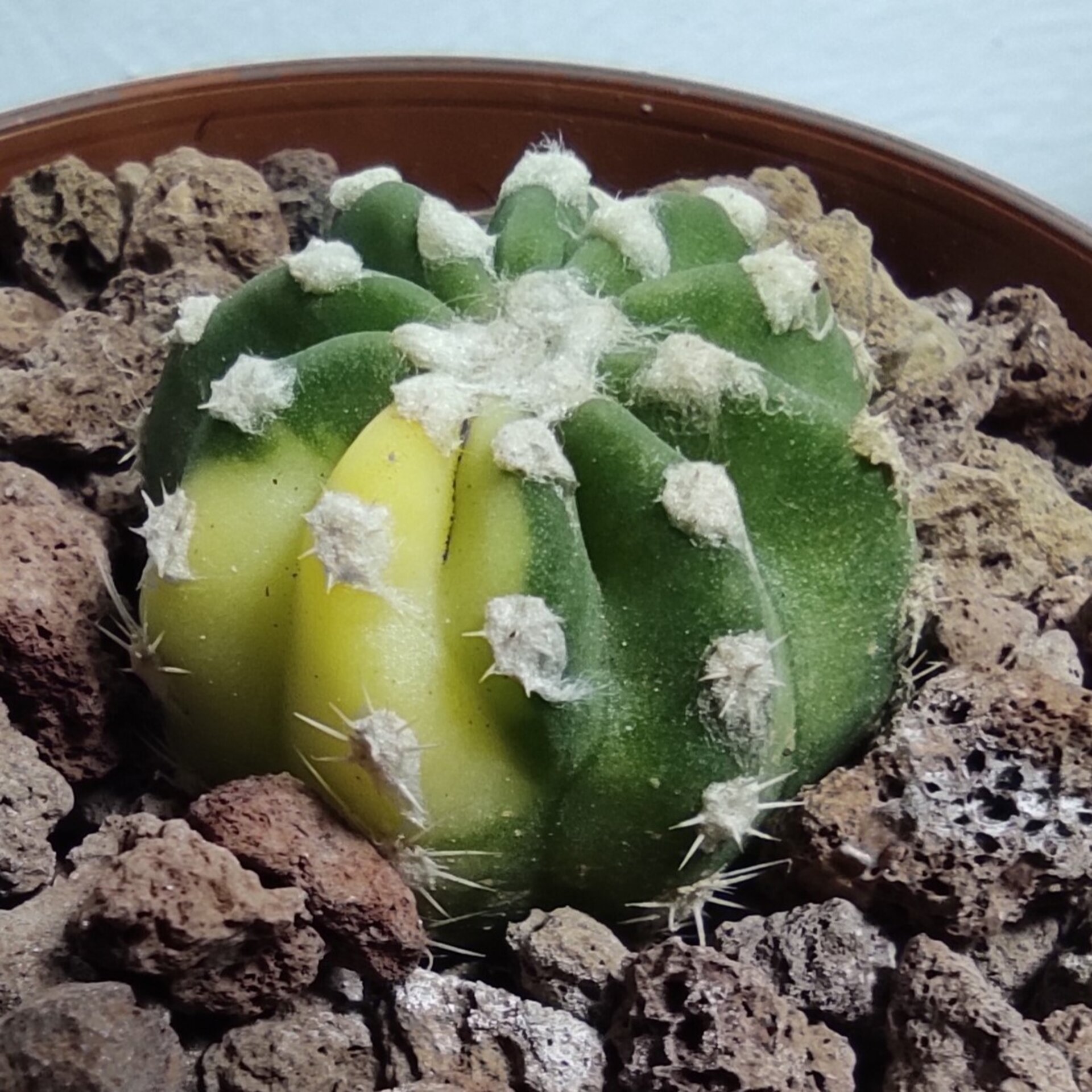 Echinopsis subdenudata Variegata M8,5 - 4