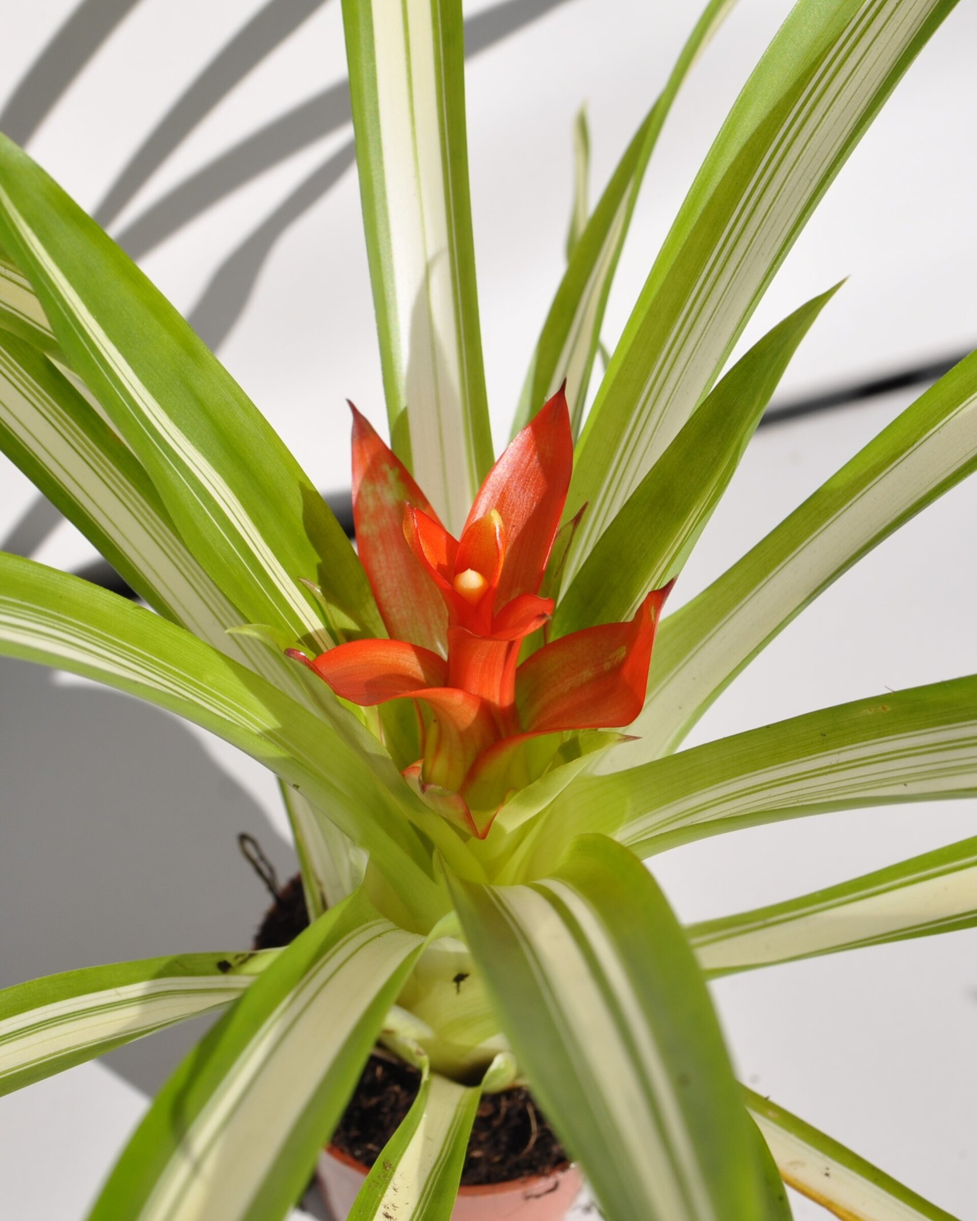 Guzmania 'Ice Cream' (mini) [en flor] - 5