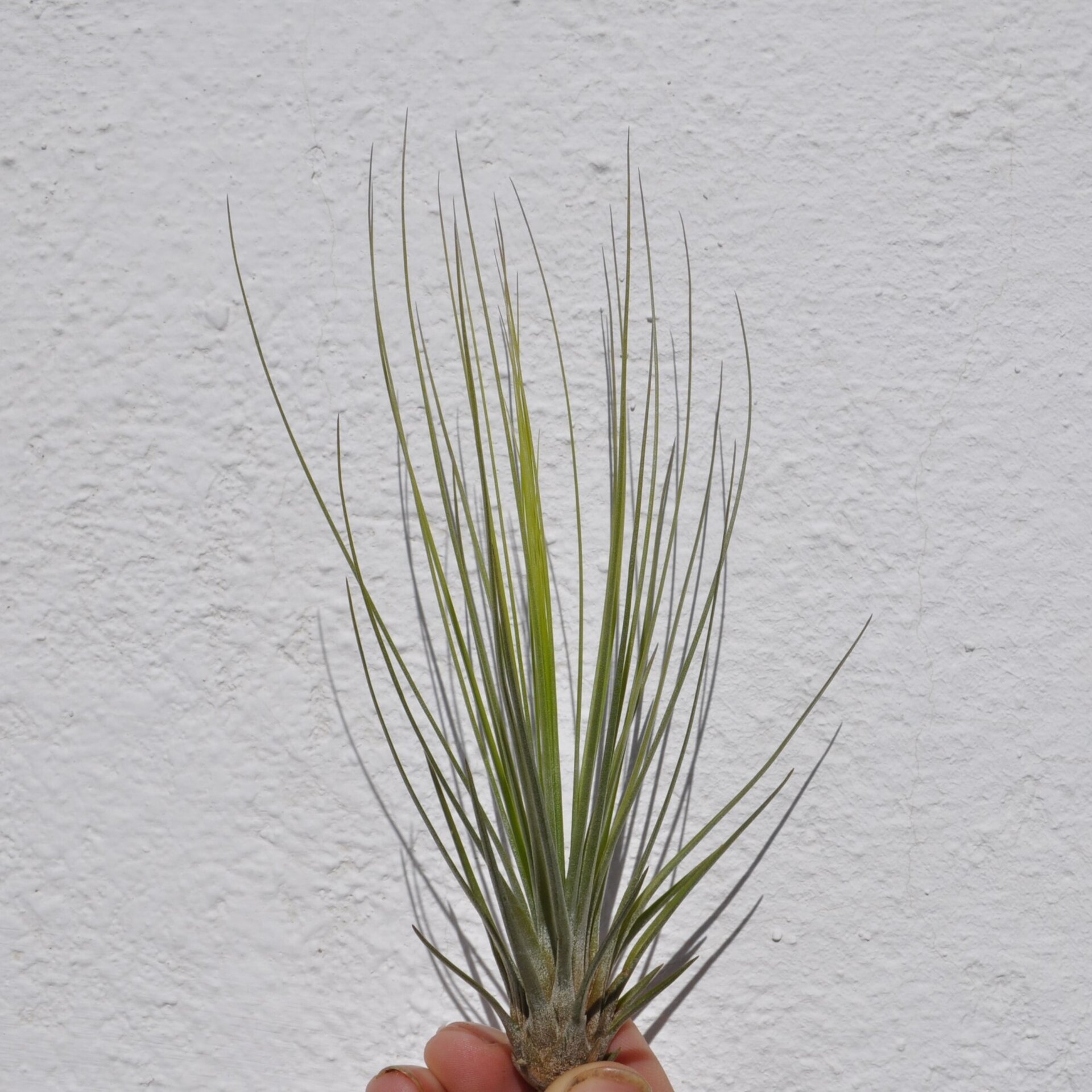 Tillandsia juncifolia - 3