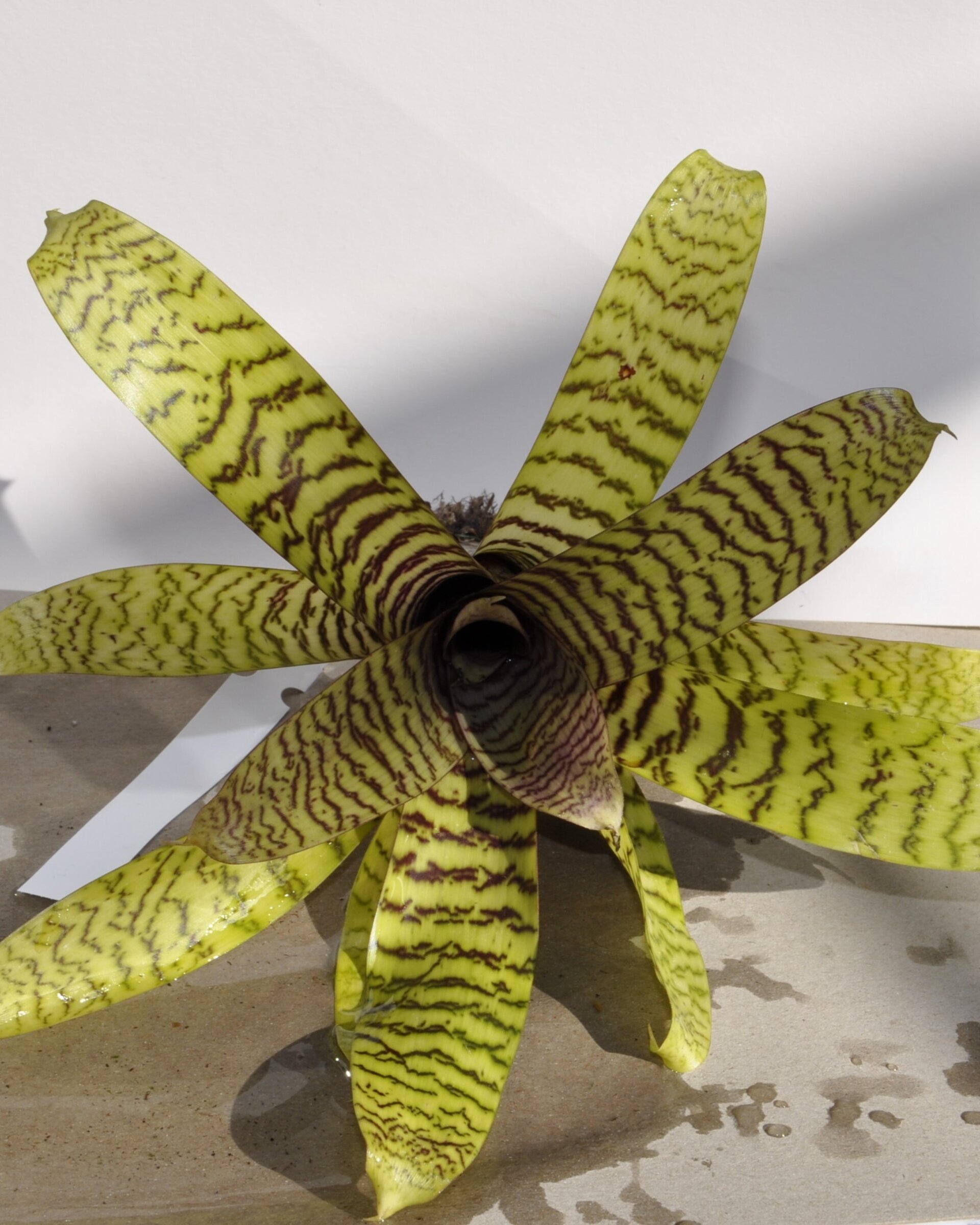 Vriesea hieroglyphica (mini) - 3