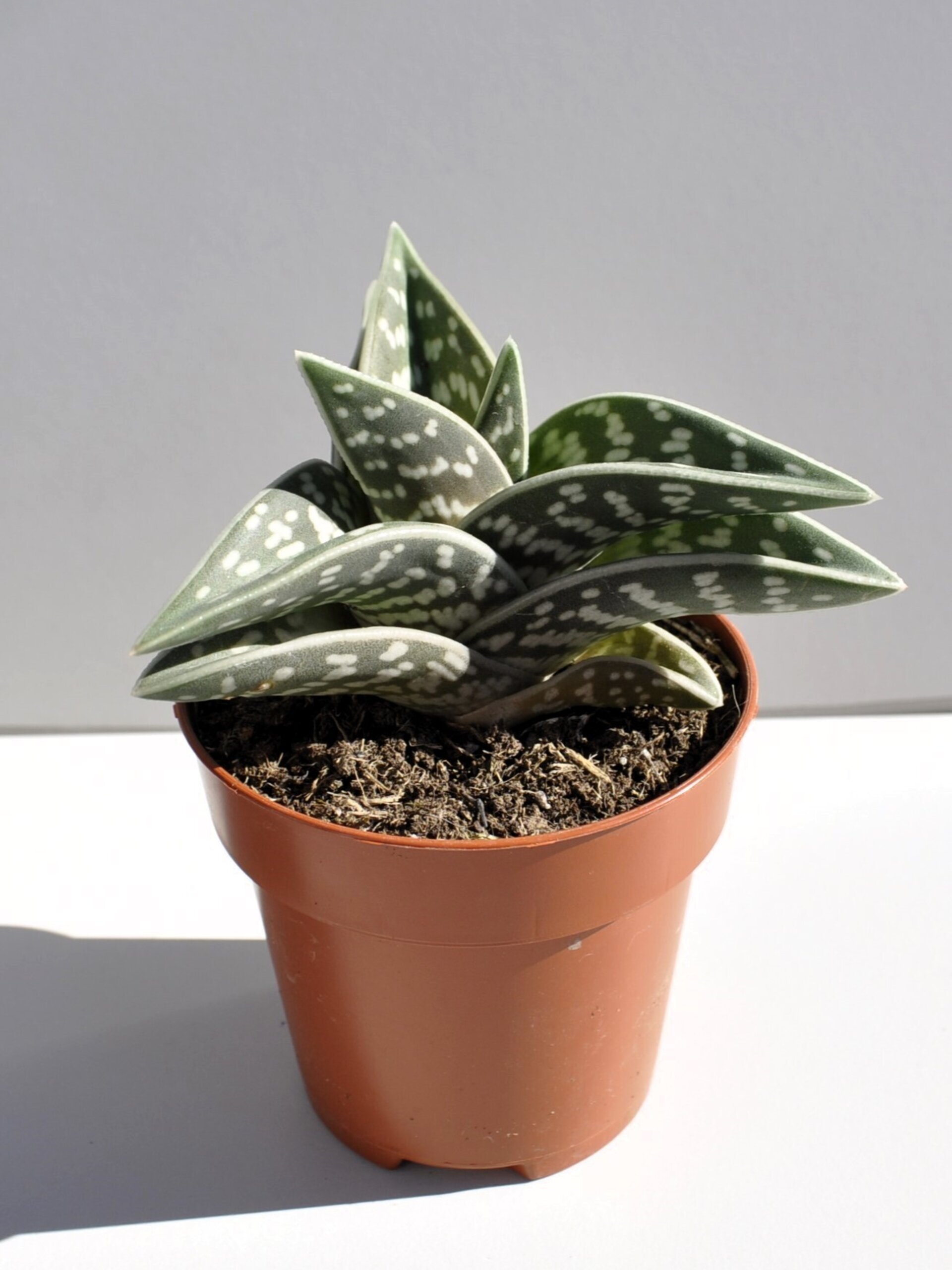 Aloe variegata (aloe pecho de perdiz, aloe tigre) - 2