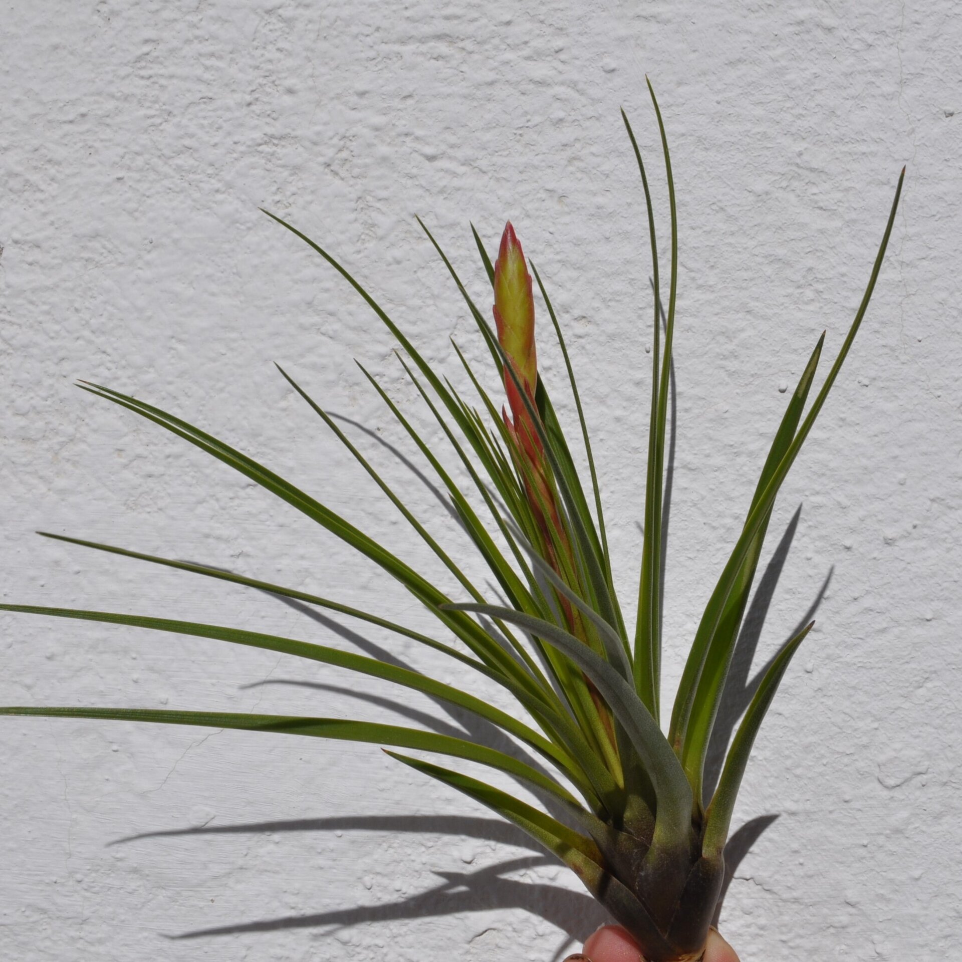 Tillandsia tricolor (medium) - 3