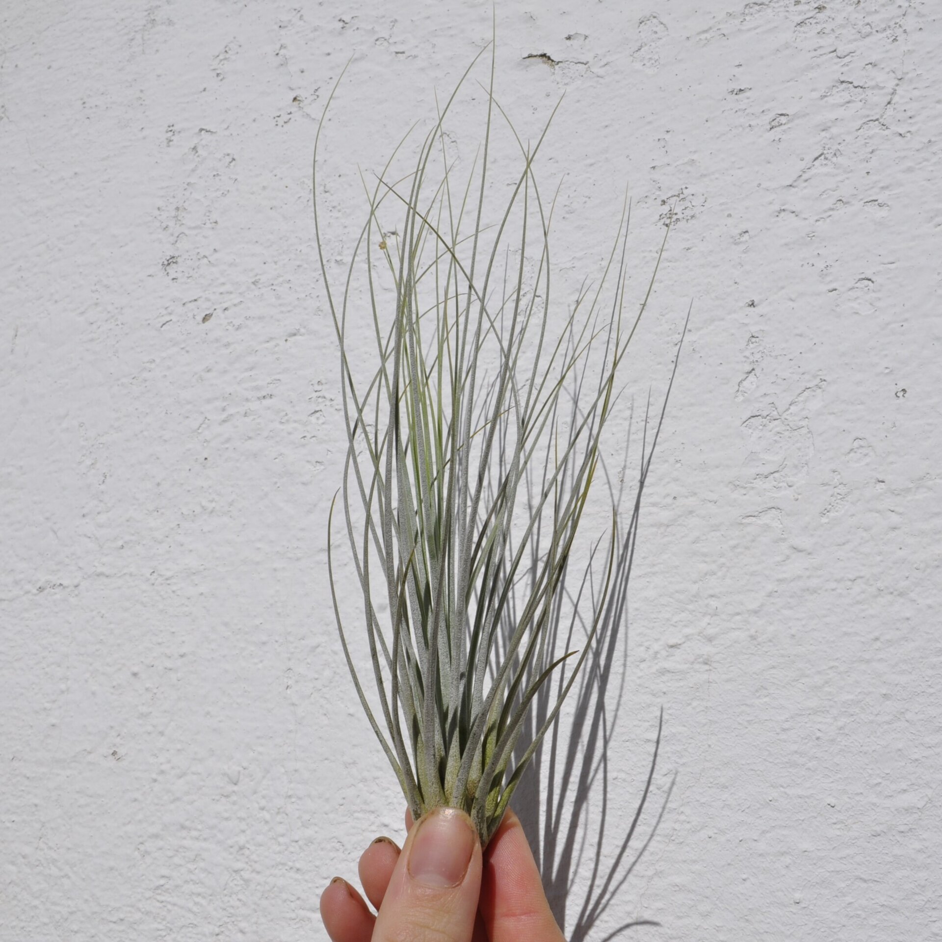 Tillandsia juncea - 2