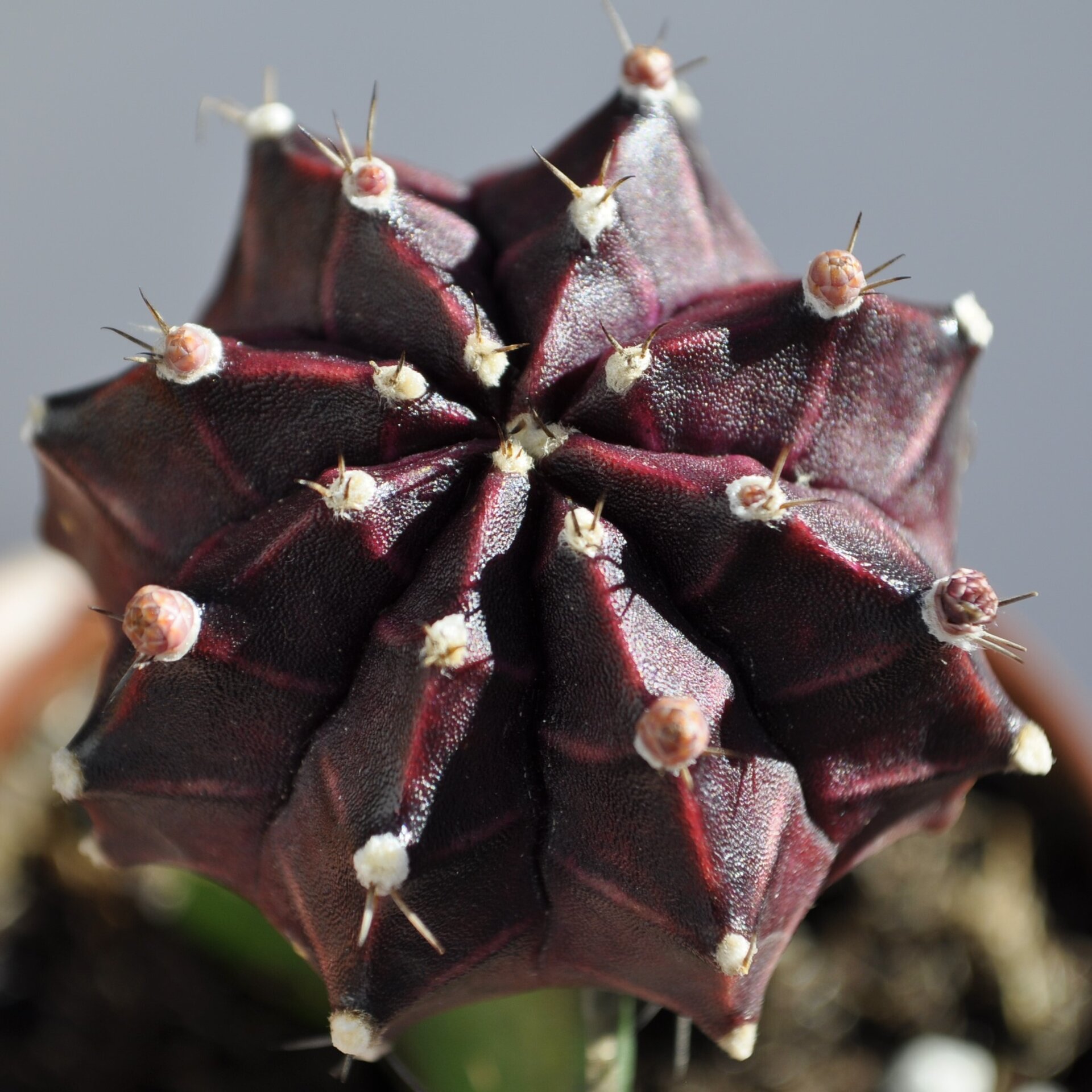 Gymnocalycium mihanovichii injertado - lila - 7