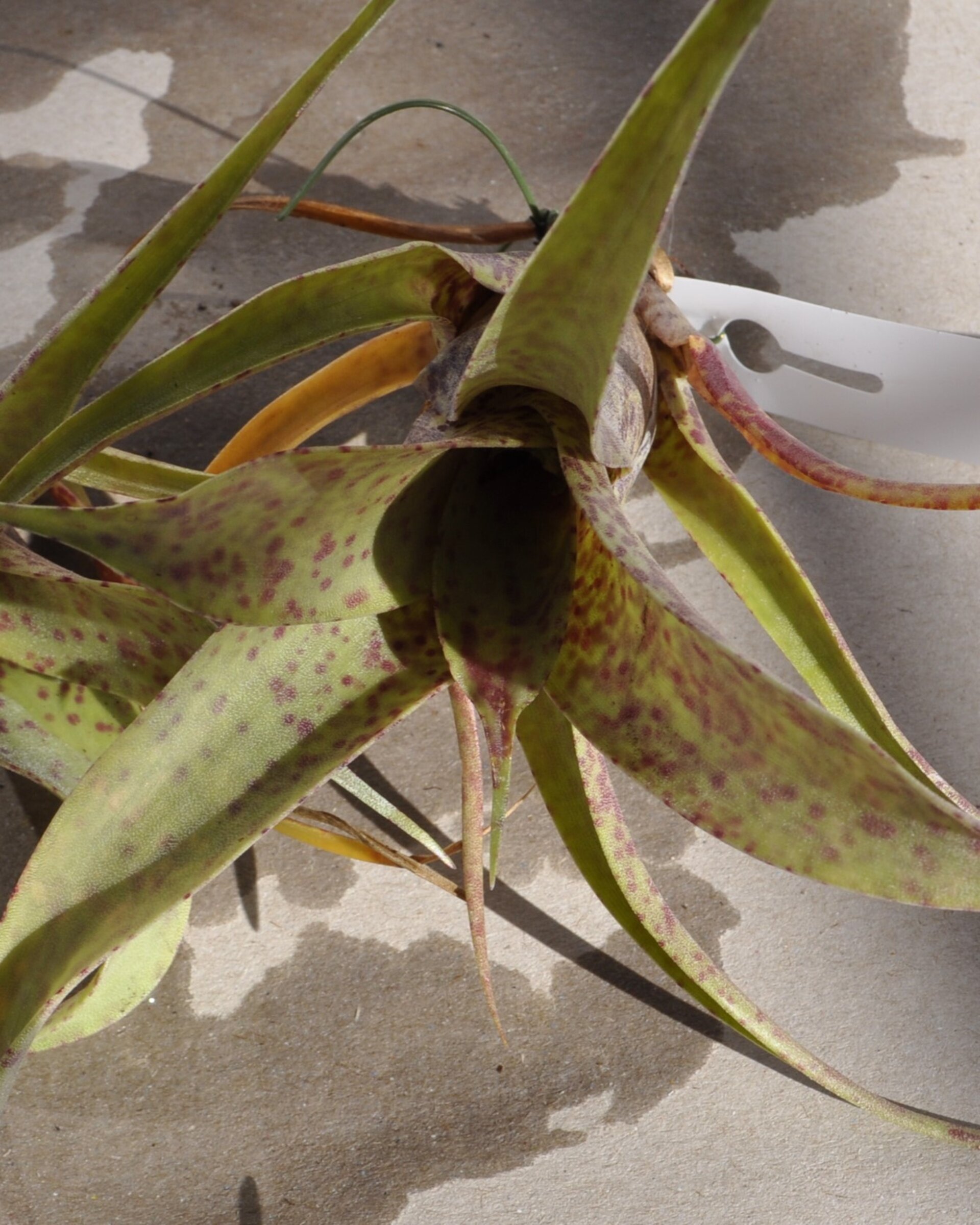 Vriesea saundersii (mini) - 5
