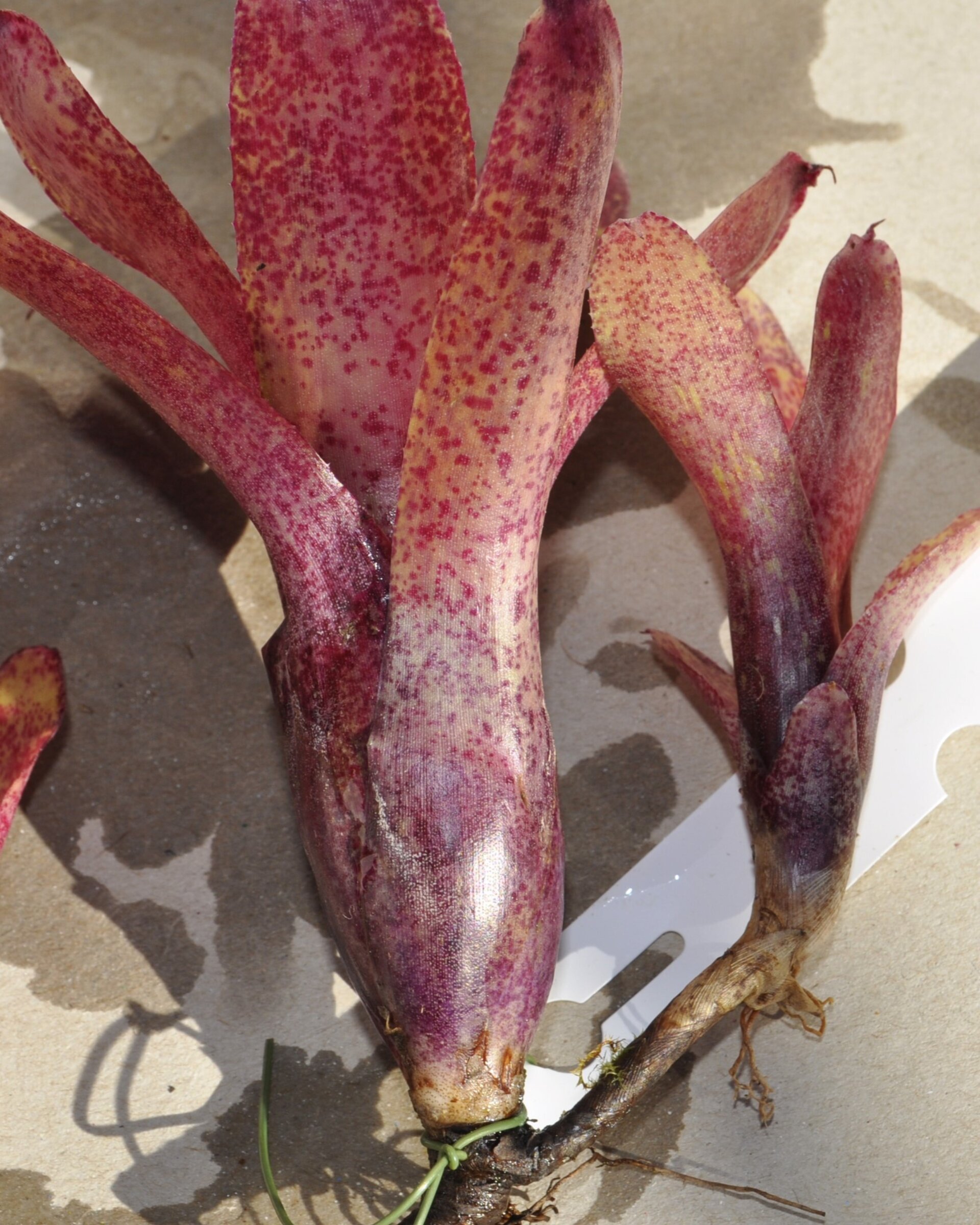 Neoregelia 'Red Waif' - 5