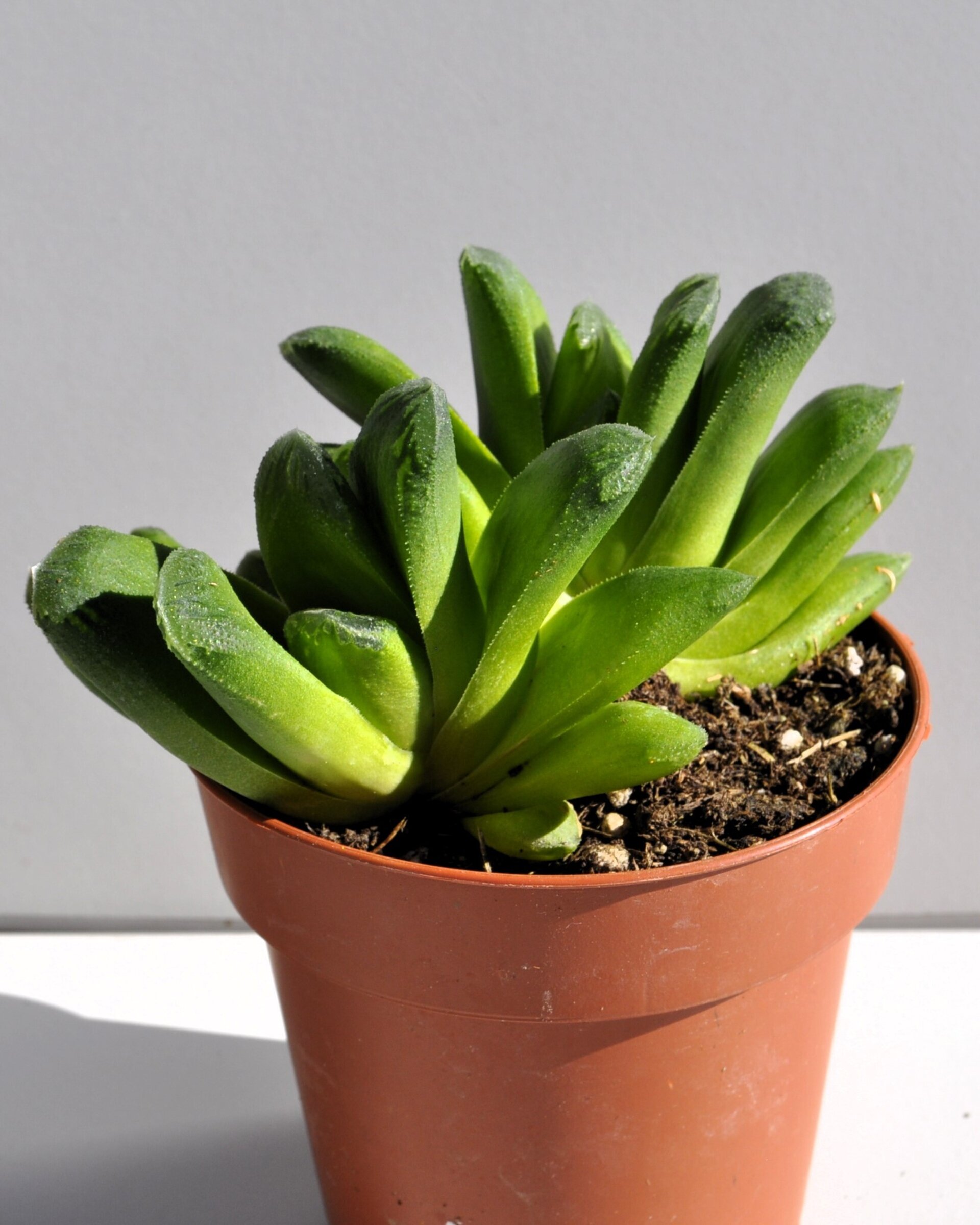 Haworthia cv. Tremenda - 3