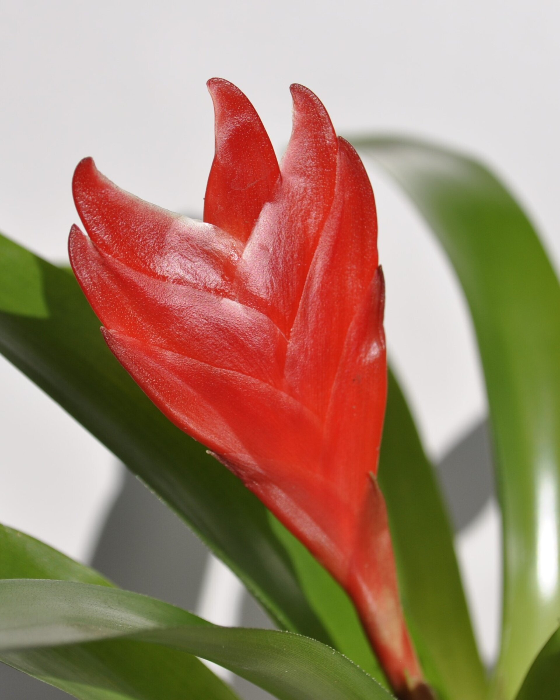 Vriesea 'Christiane' (mini) [en flor] - 7