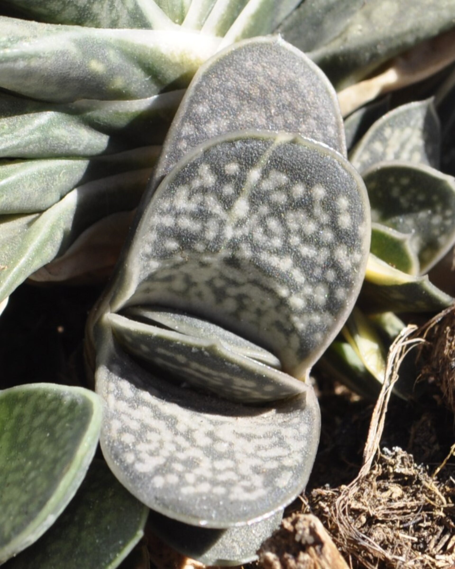 Gasteria gracilis Variegata - 9