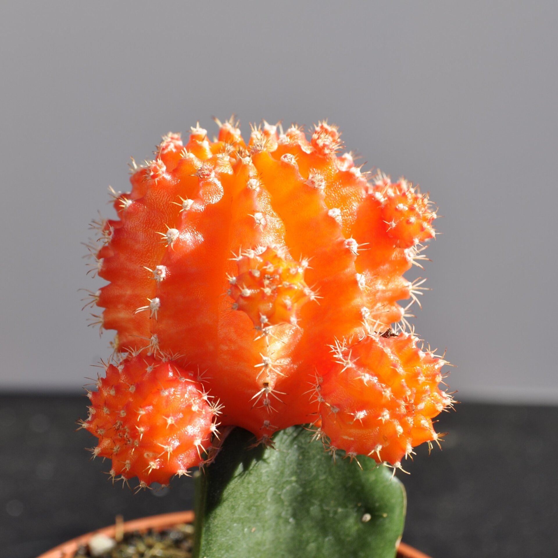 Gymnocalycium mihanovichii injertado - naranja - 9