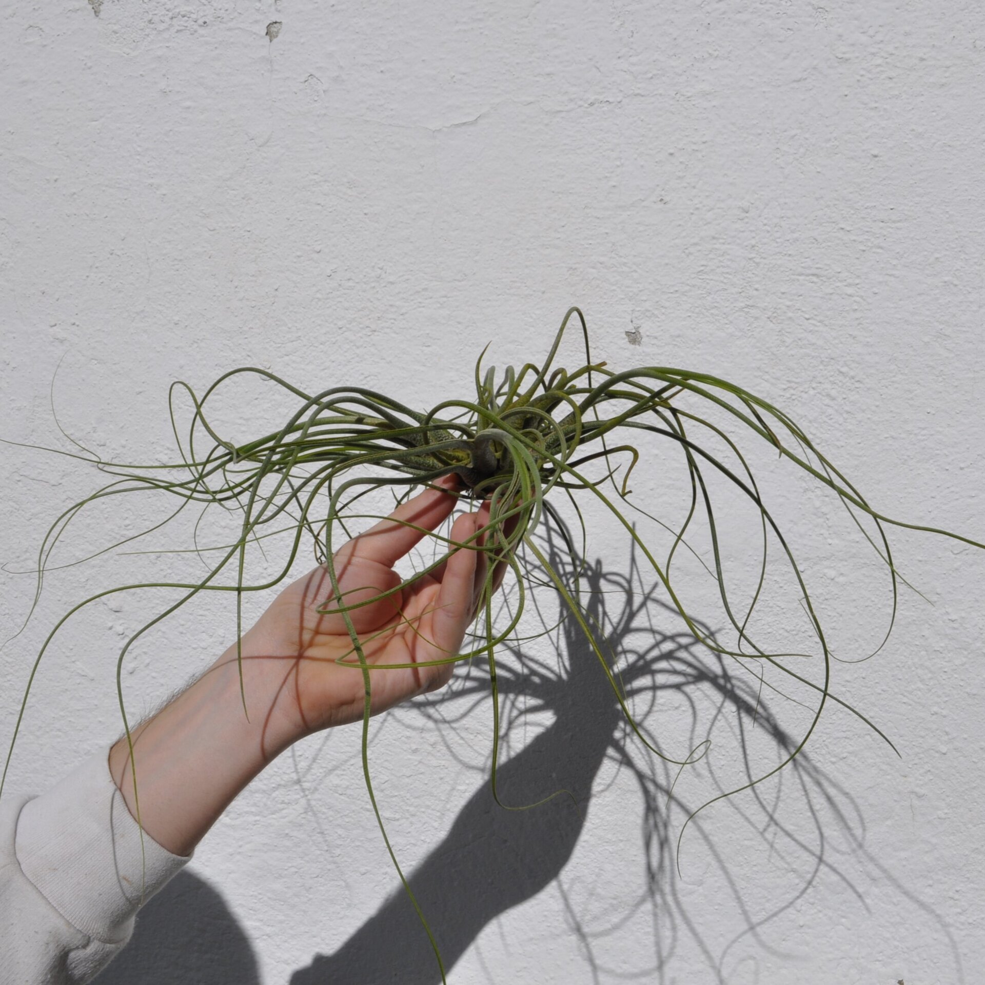 Tillandsia butzii "clump" (mata) - 4