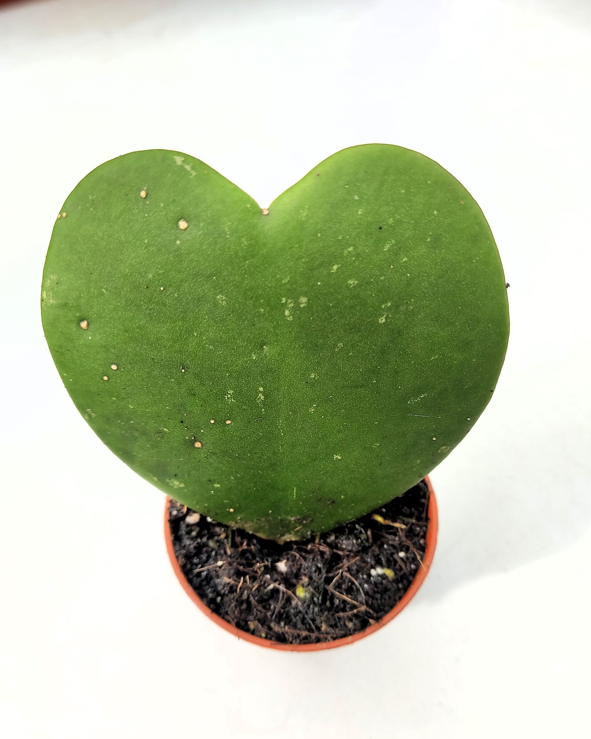Hoya kerrii (planta corazón) - 3