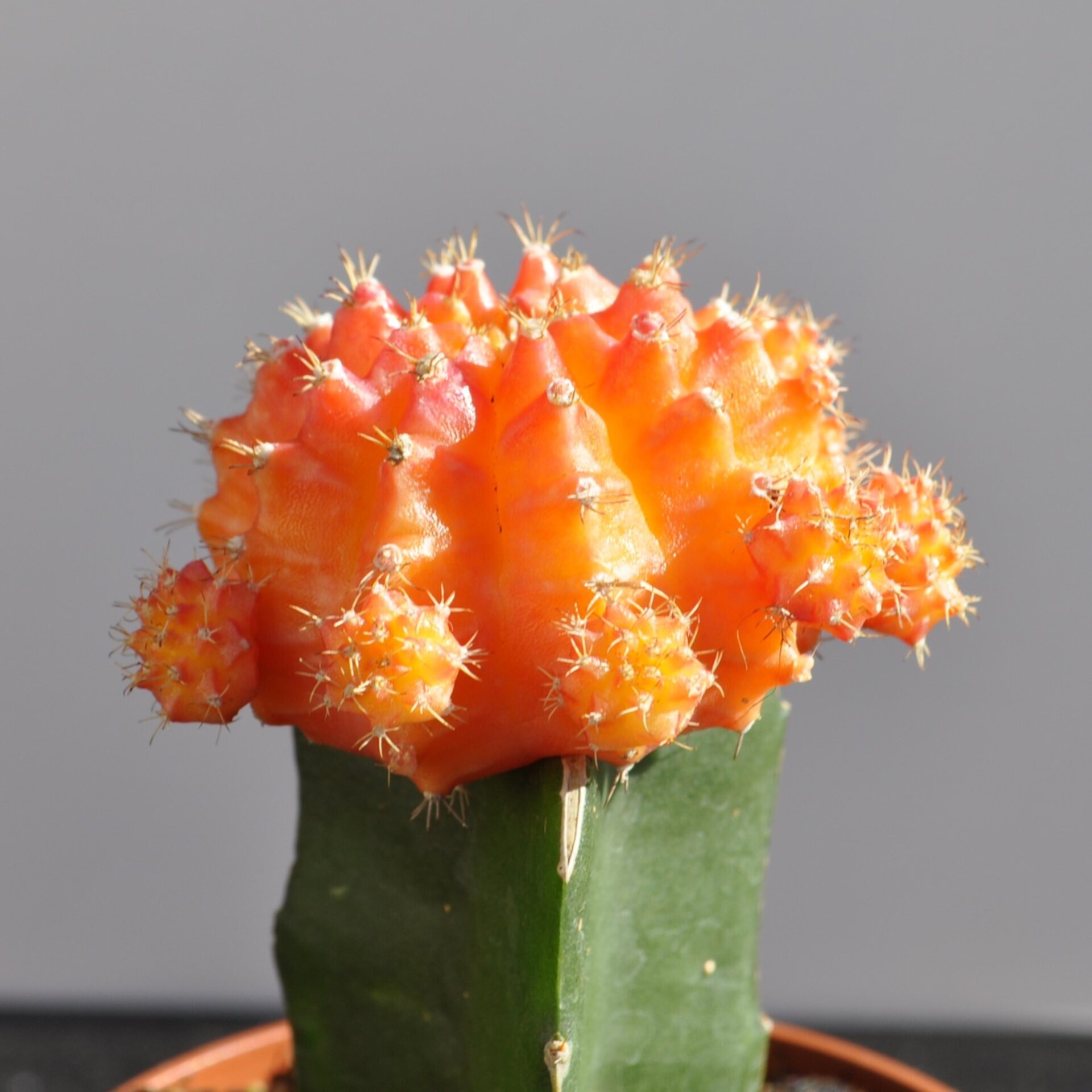 Gymnocalycium mihanovichii injertado - naranja - 4