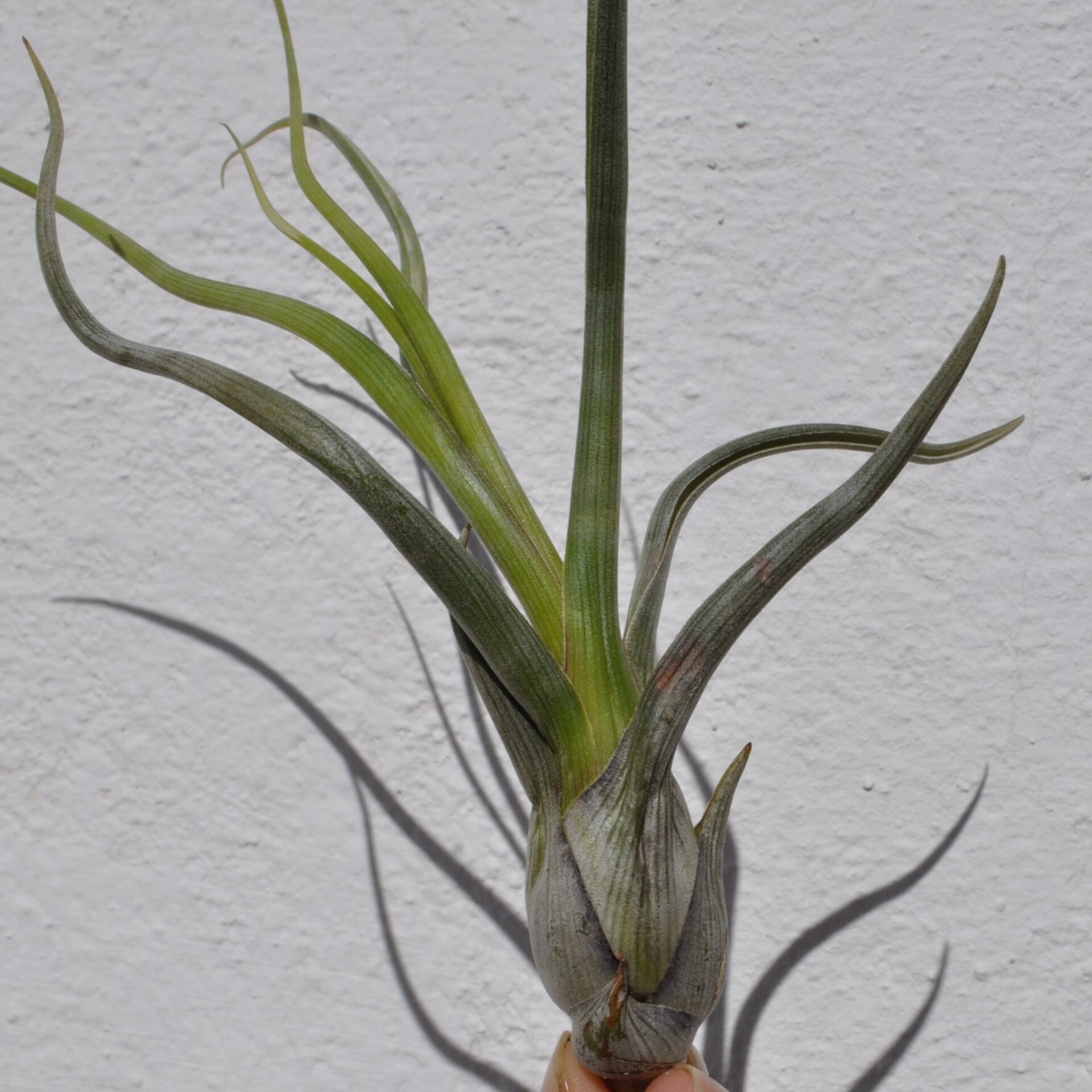 Tillandsia pseudobaileyi - 3