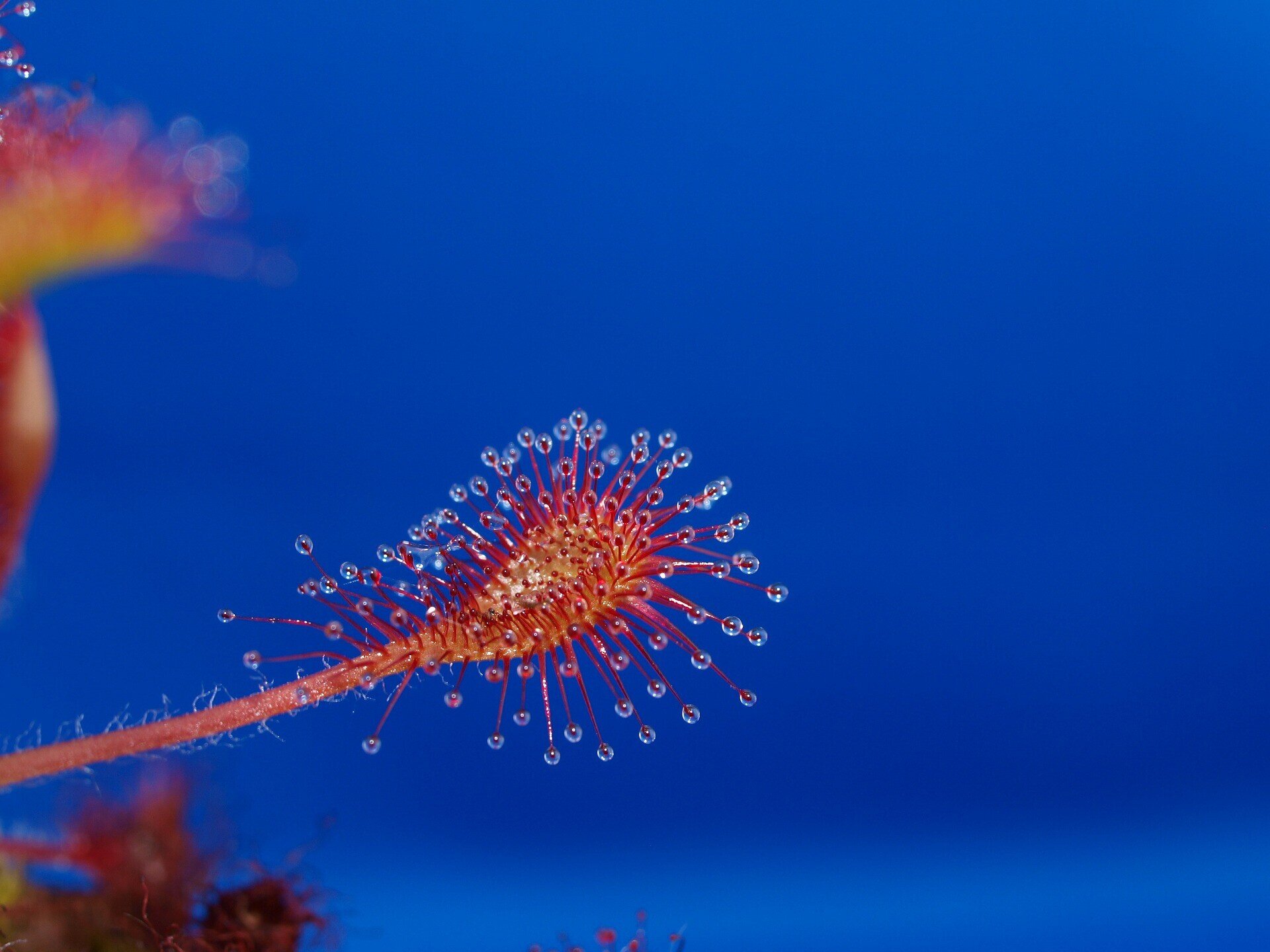 Drosera capensis - 2