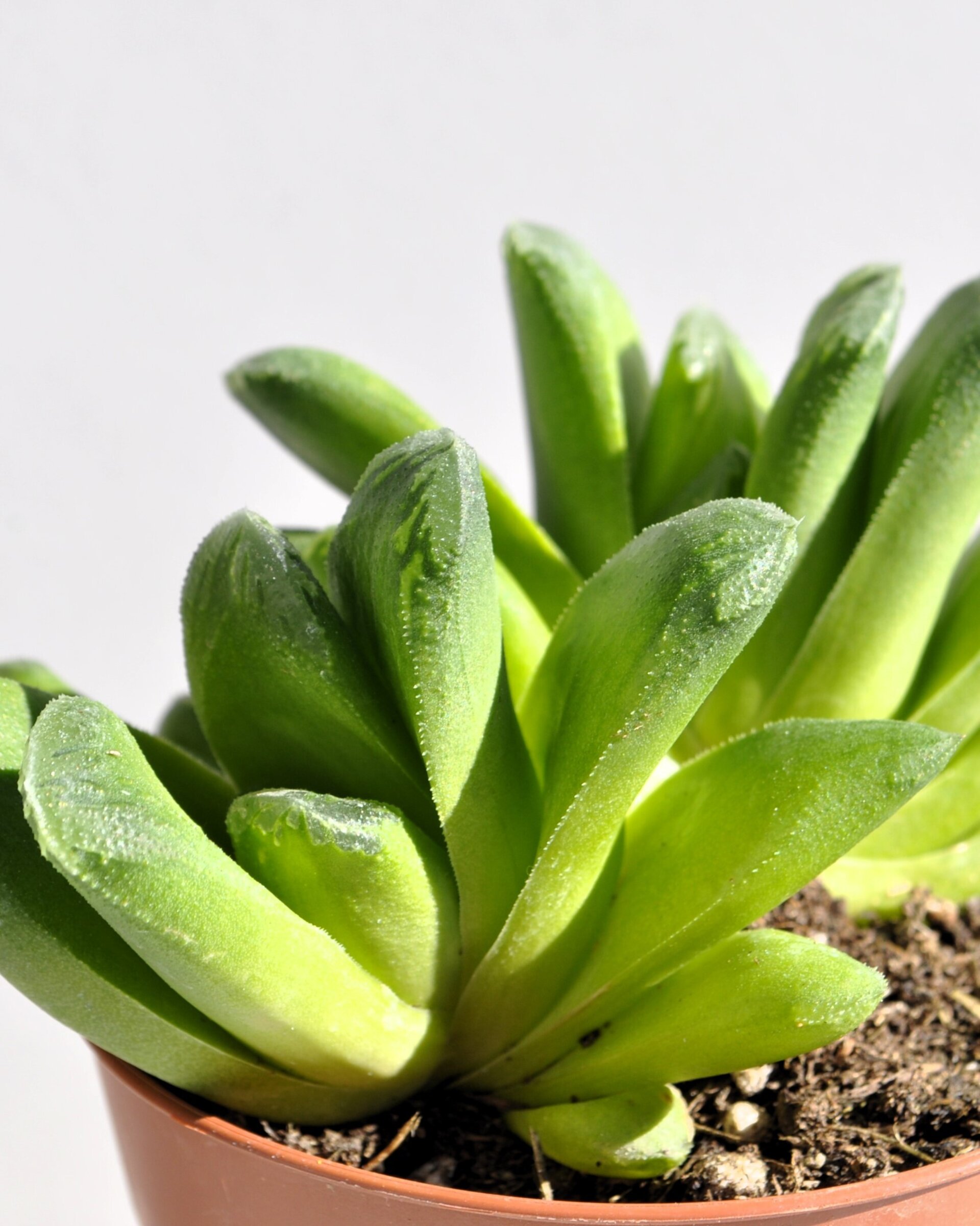 Haworthia cv. Tremenda - 8
