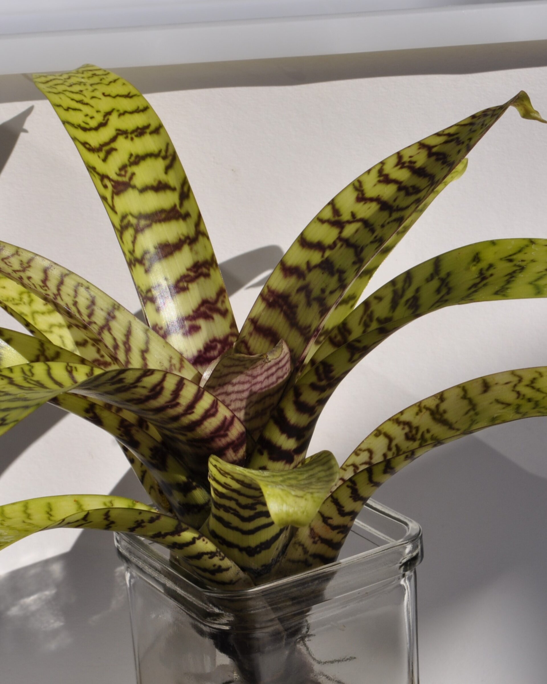 Vriesea hieroglyphica (mini) - 6