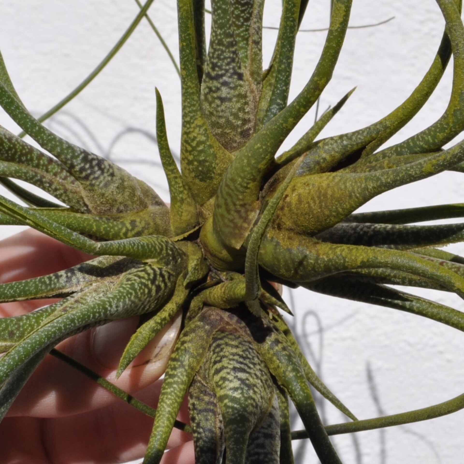 Tillandsia butzii "clump" (mata) - 5