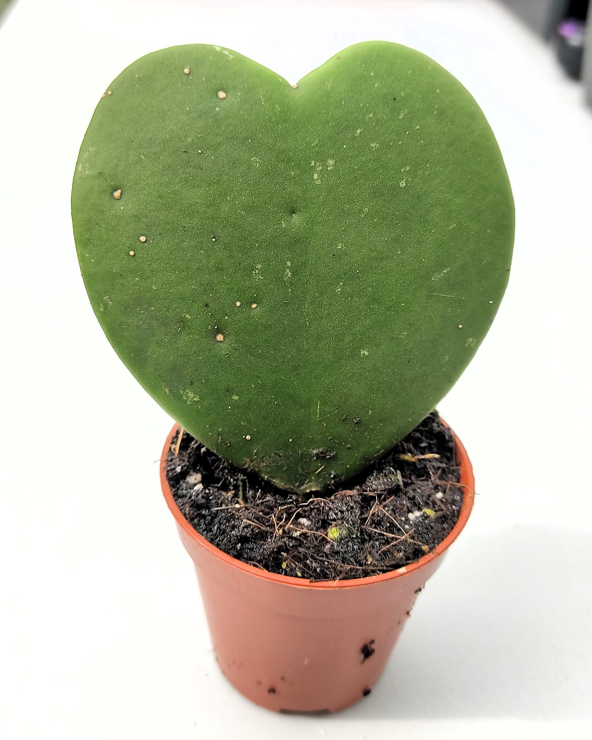 Hoya kerrii (planta corazón) - 4