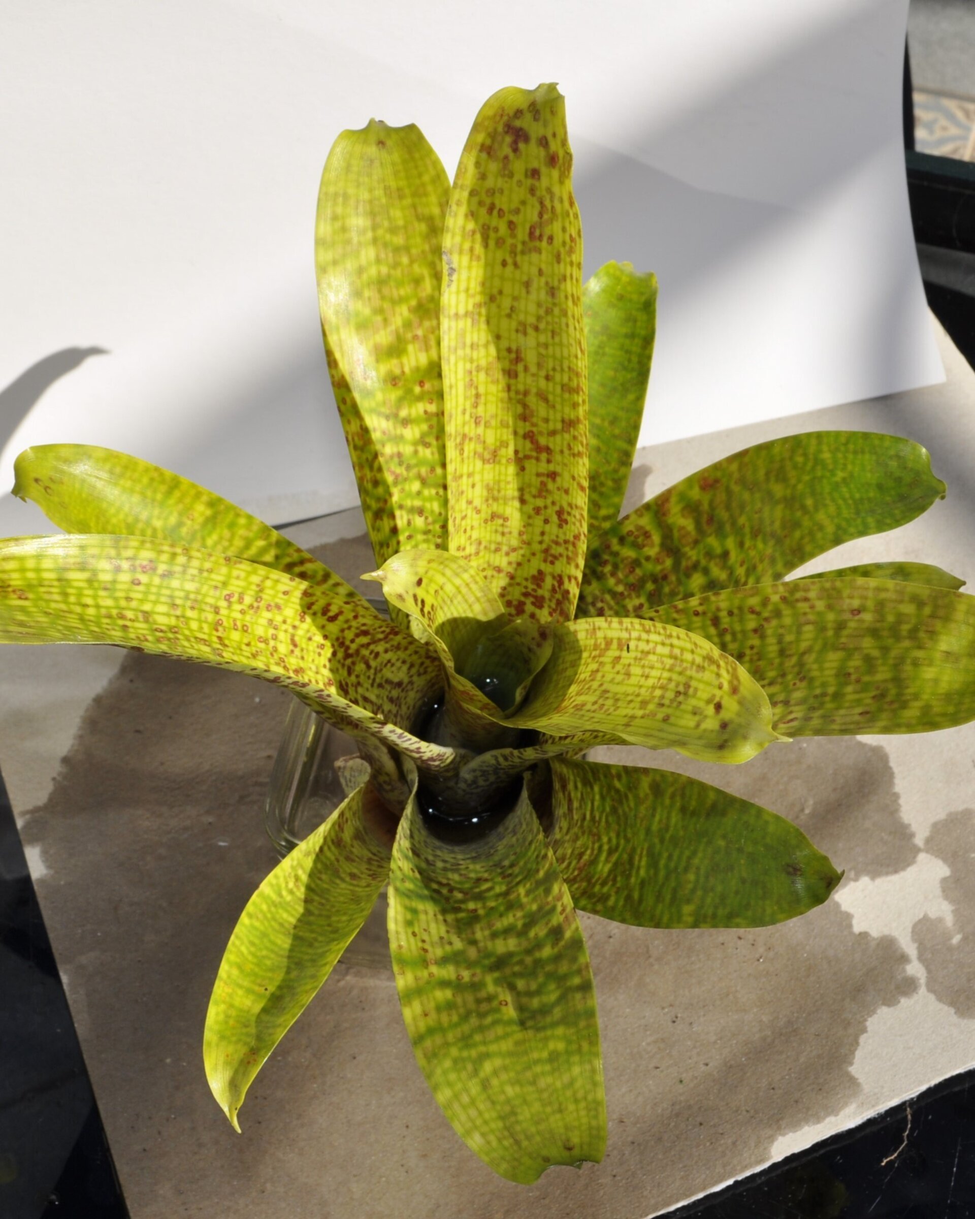 Vriesea fenestralis (mini) - 5