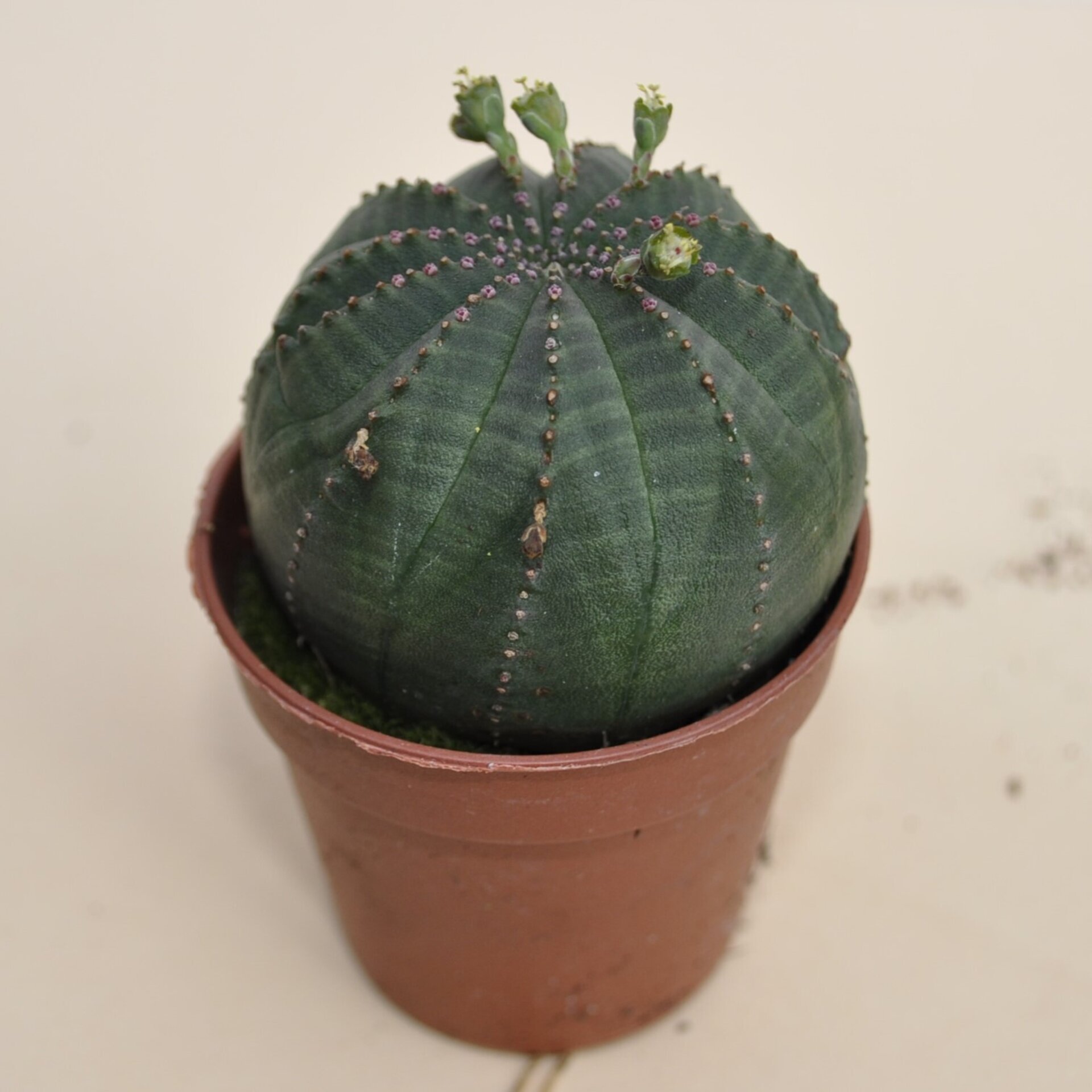 Euphorbia obesa ("erizo de mar") - 5