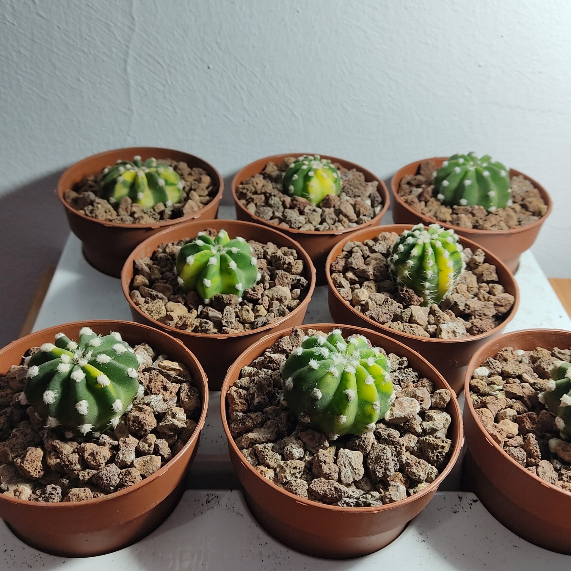 Echinopsis subdenudata Variegata M8,5 - 8