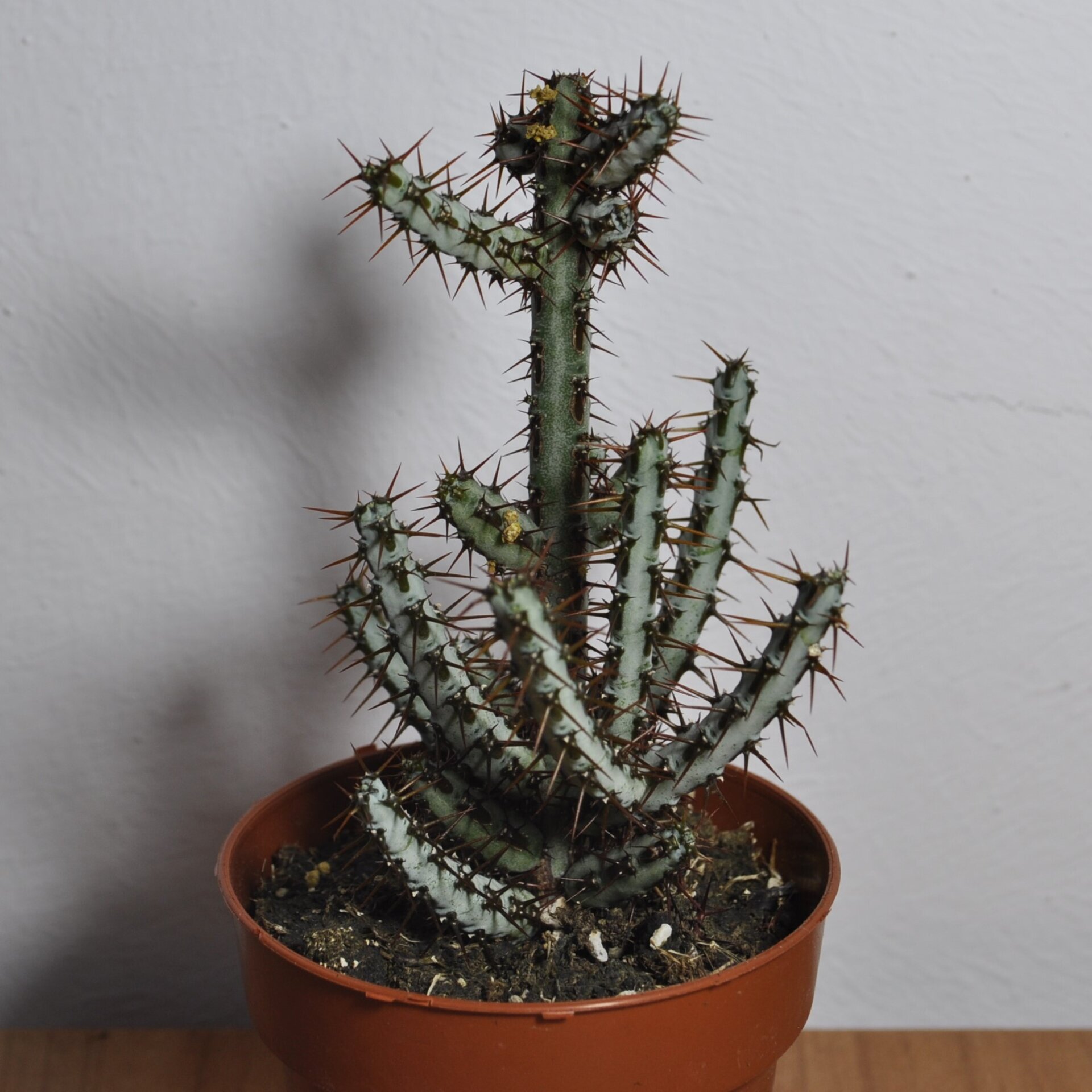 Euphorbia aeruginosa - 4