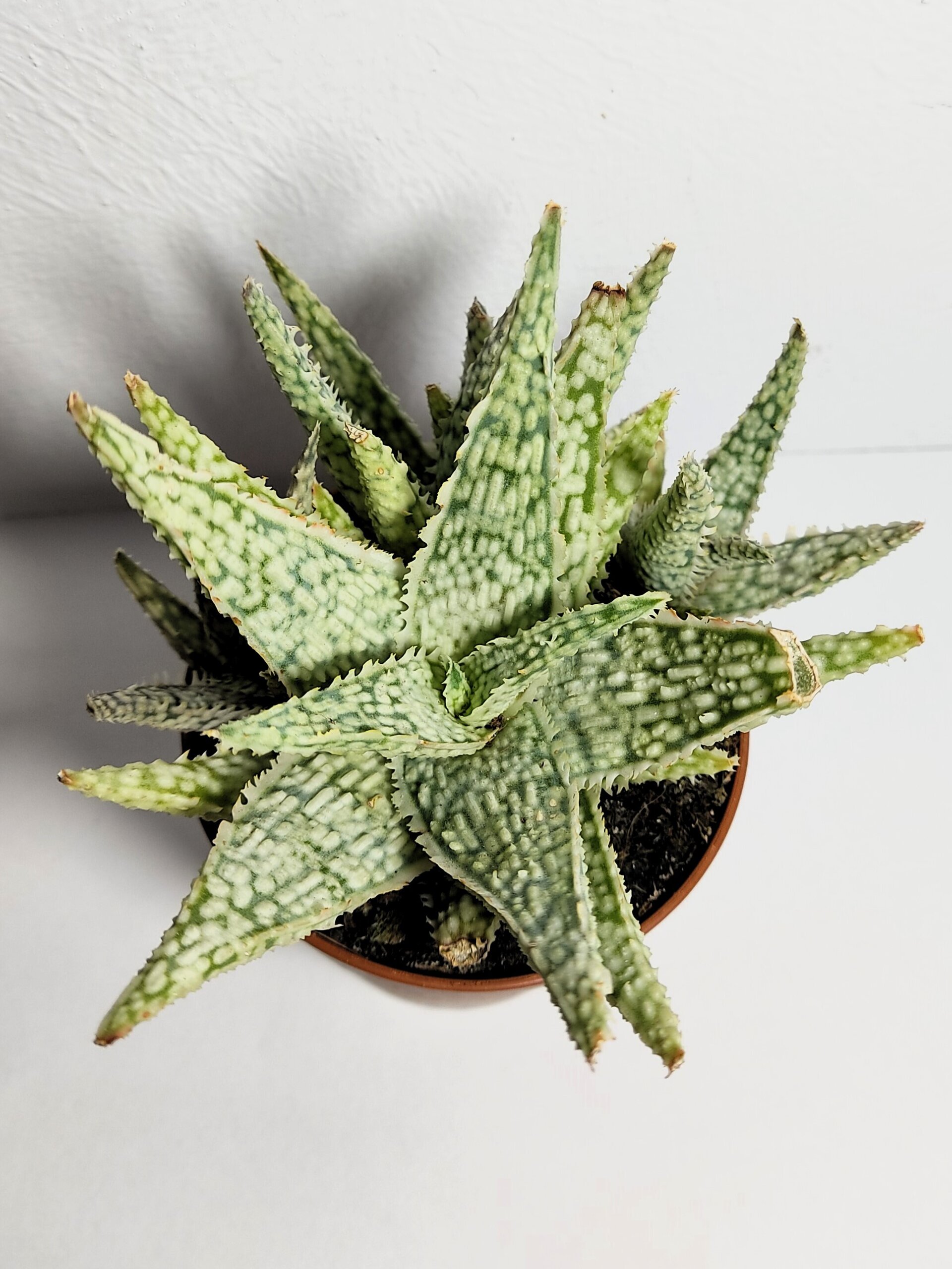 Aloe White Lightning - 7