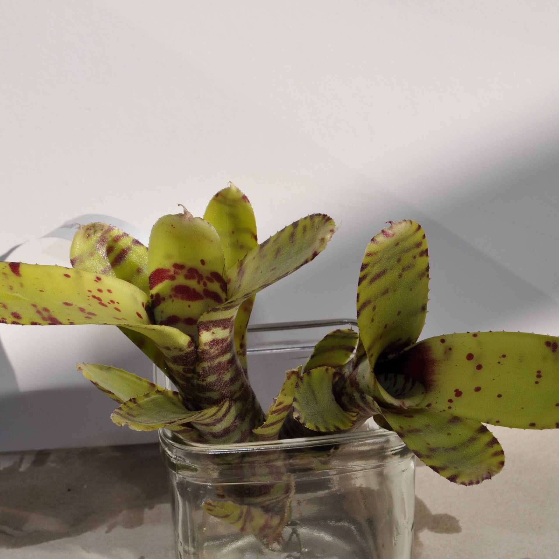 Neoregelia ampullacea var. tigrina - 3
