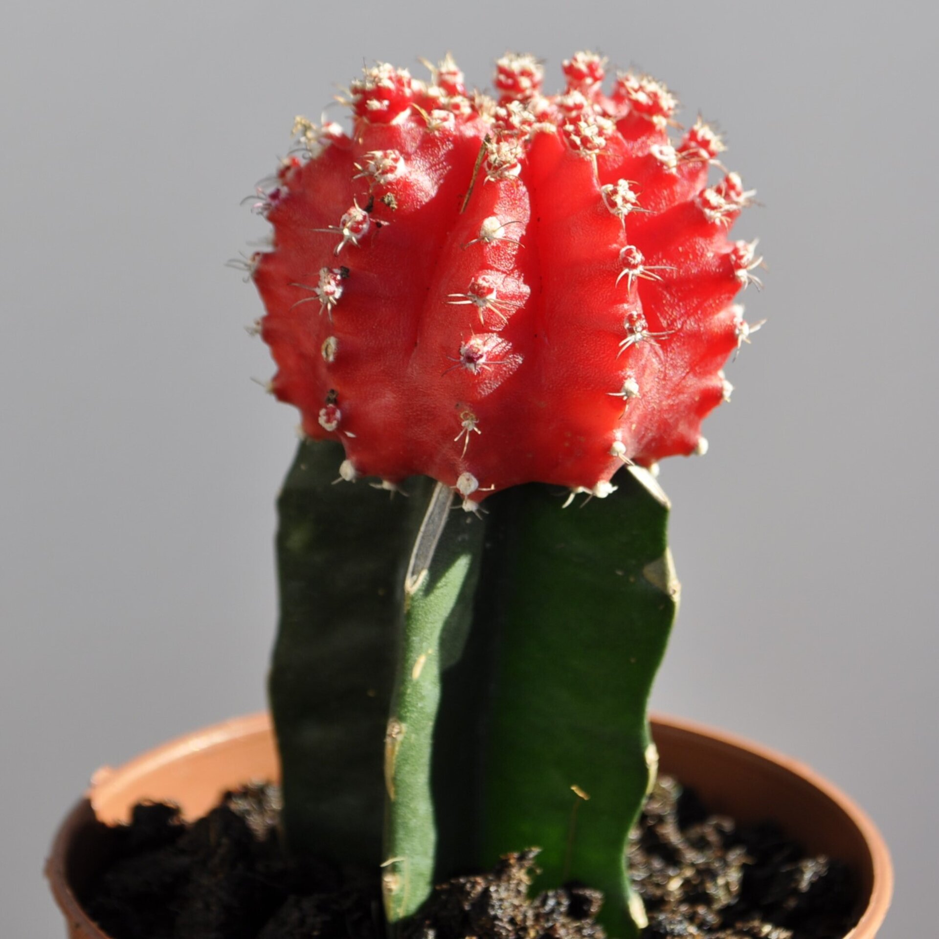 Gymnocalycium mihanovichii injertado - rojo - 3