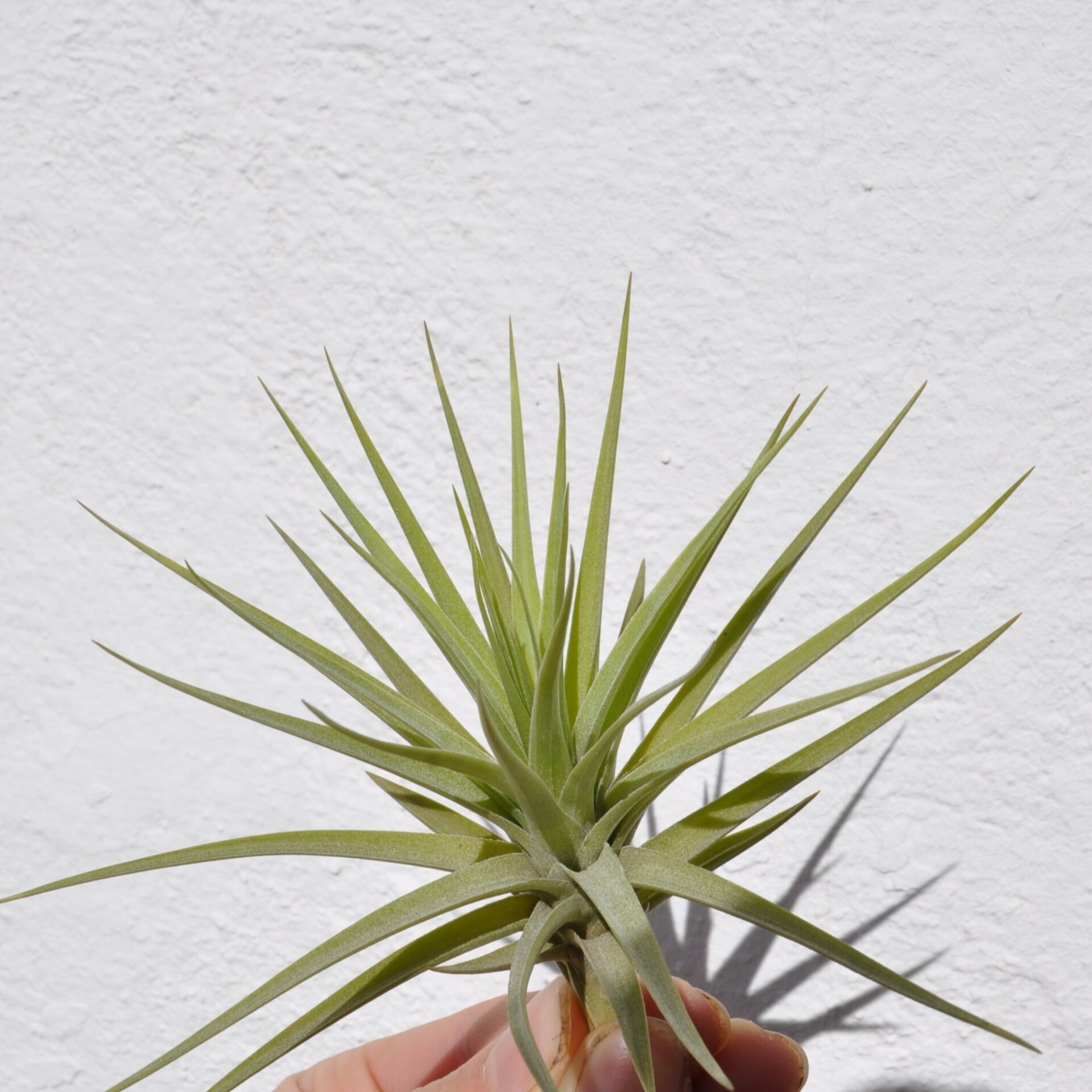 Tillandsia aeranthos - 2